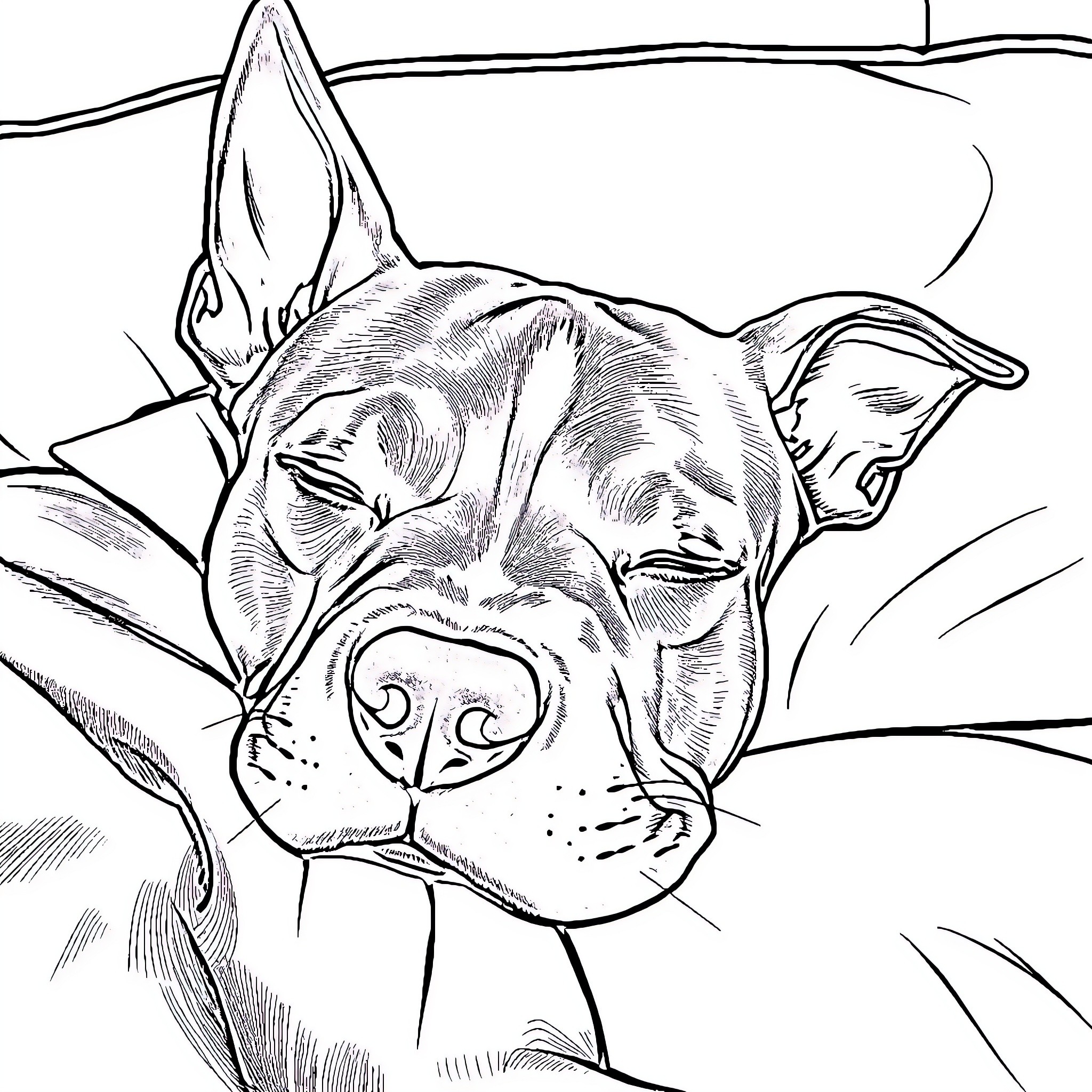 American Staffordshire Terrier sleeping peacefully Coloring Page (free black-and-white line drawing printable PDF for all, from beginners to advanced learners, including children, teens, adults, and seniors)