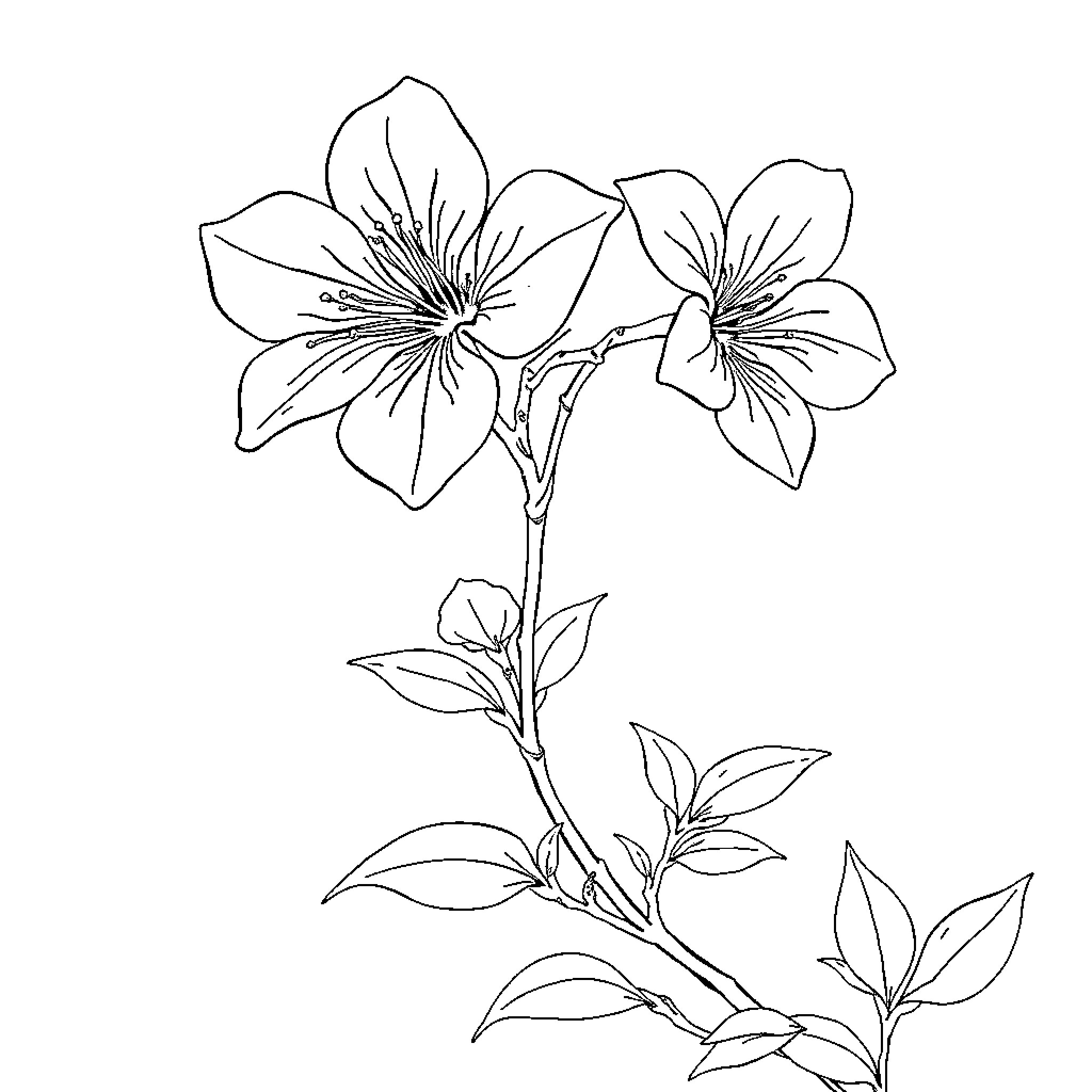 Sakura flowers blooming on branch Coloring Page (free black-and-white line drawing printable PDF for all, from beginners to advanced learners, including children, teens, adults, and seniors)