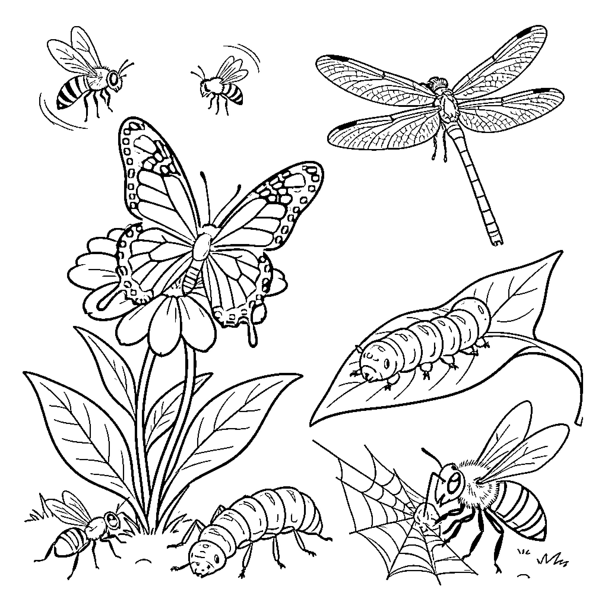 Insect Illustrations Depicting Various Species and Behaviors Coloring Page (free black-and-white line drawing printable PDF for all, from beginners to advanced learners, including children, teens, adults, and seniors)