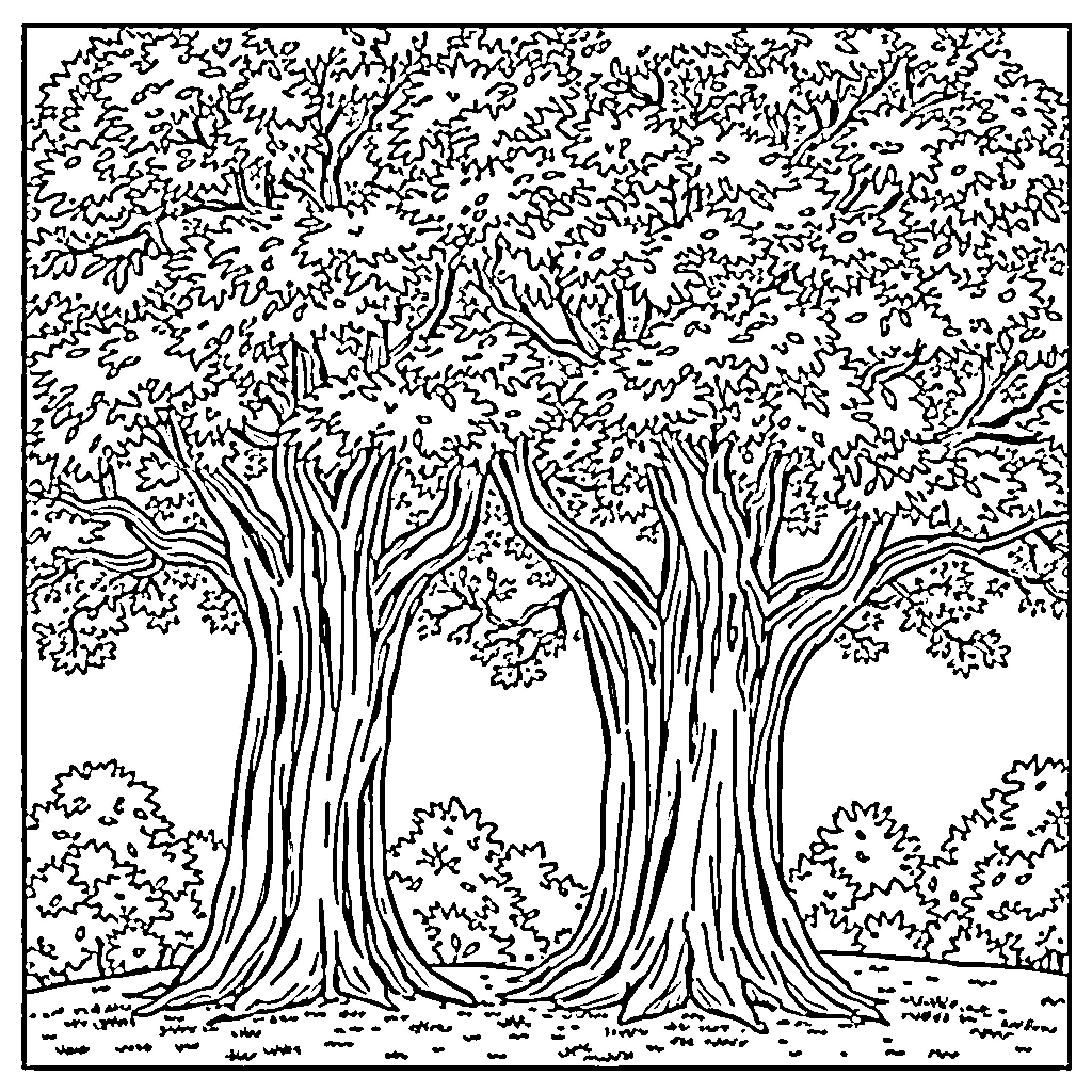 Tree-lined forest with dense foliage Coloring Page (free black-and-white line drawing printable PDF for all, from beginners to advanced learners, including children, teens, adults, and seniors)