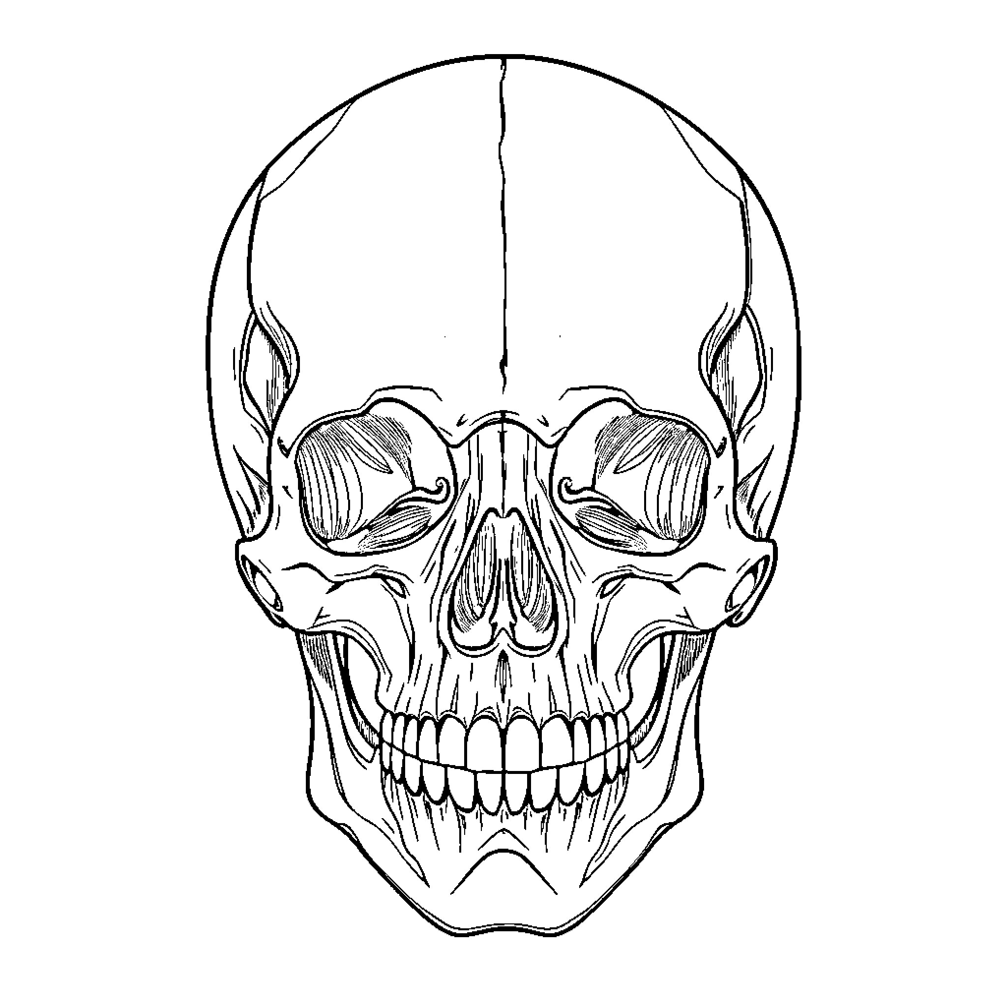 Skull depicting a menacing expression Coloring Page (free black-and-white line drawing printable PDF for all, from beginners to advanced learners, including children, teens, adults, and seniors)