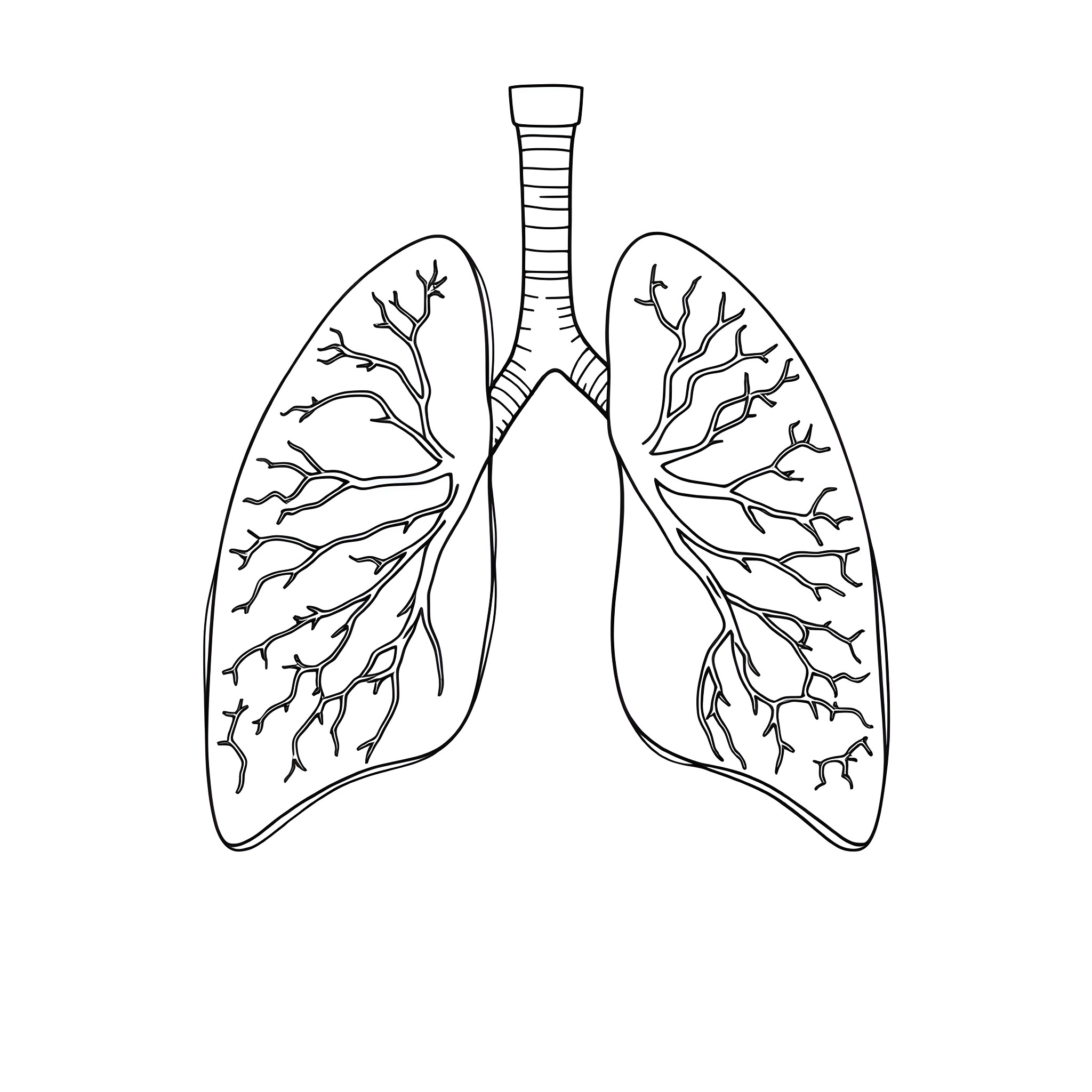 Lung anatomy with branching airways Coloring Page (free black-and-white line drawing printable PDF for all, from beginners to advanced learners, including children, teens, adults, and seniors)
