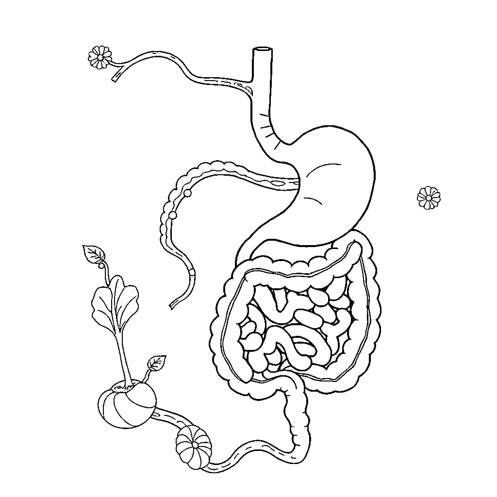 Digestive System Illustrated Anatomy Diagram Coloring Page (free black-and-white line drawing printable PDF for all, from beginners to advanced learners, including children, teens, adults, and seniors)