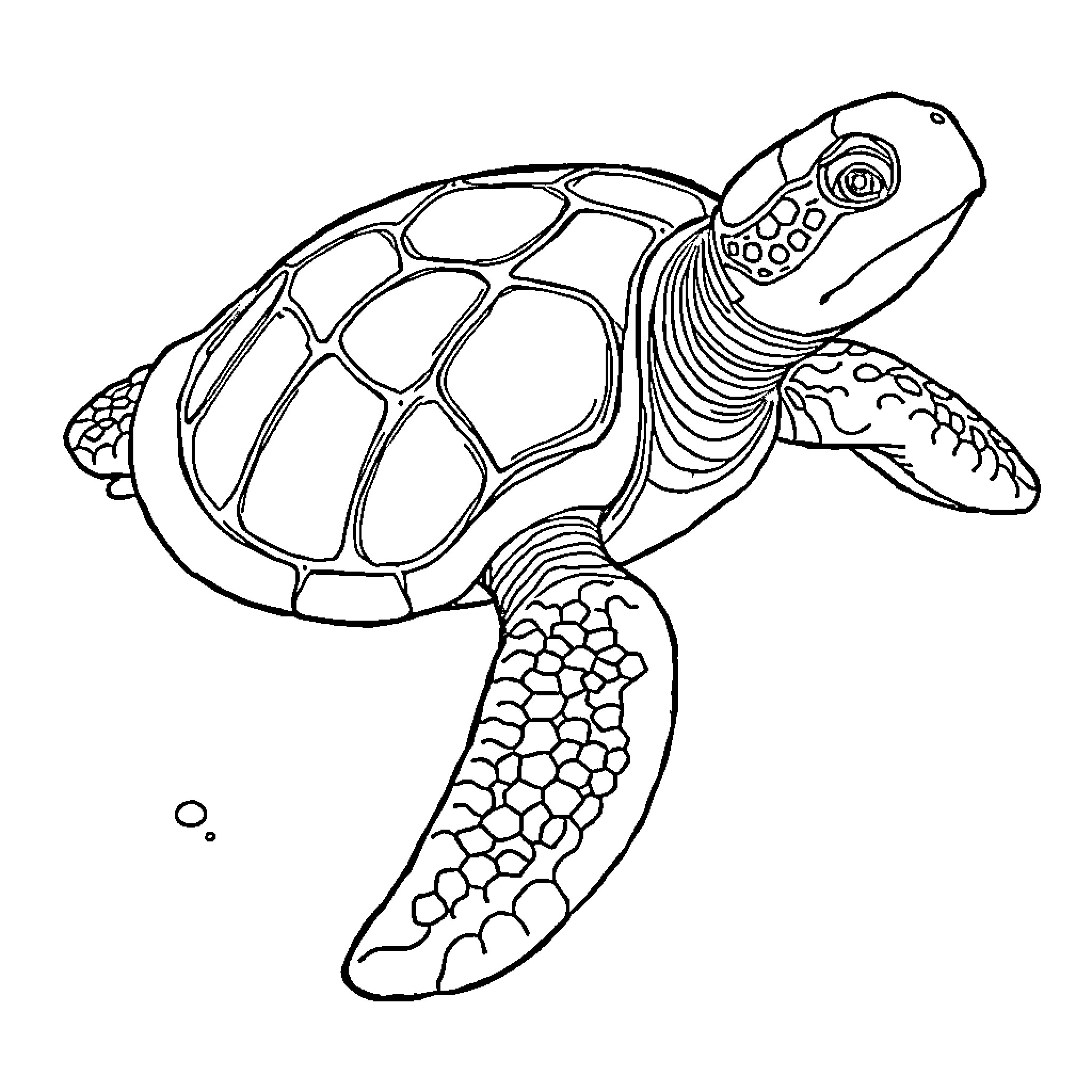 Turtle swimming gracefully in the sea Coloring Page (free black-and-white line drawing printable PDF for all, from beginners to advanced learners, including children, teens, adults, and seniors)