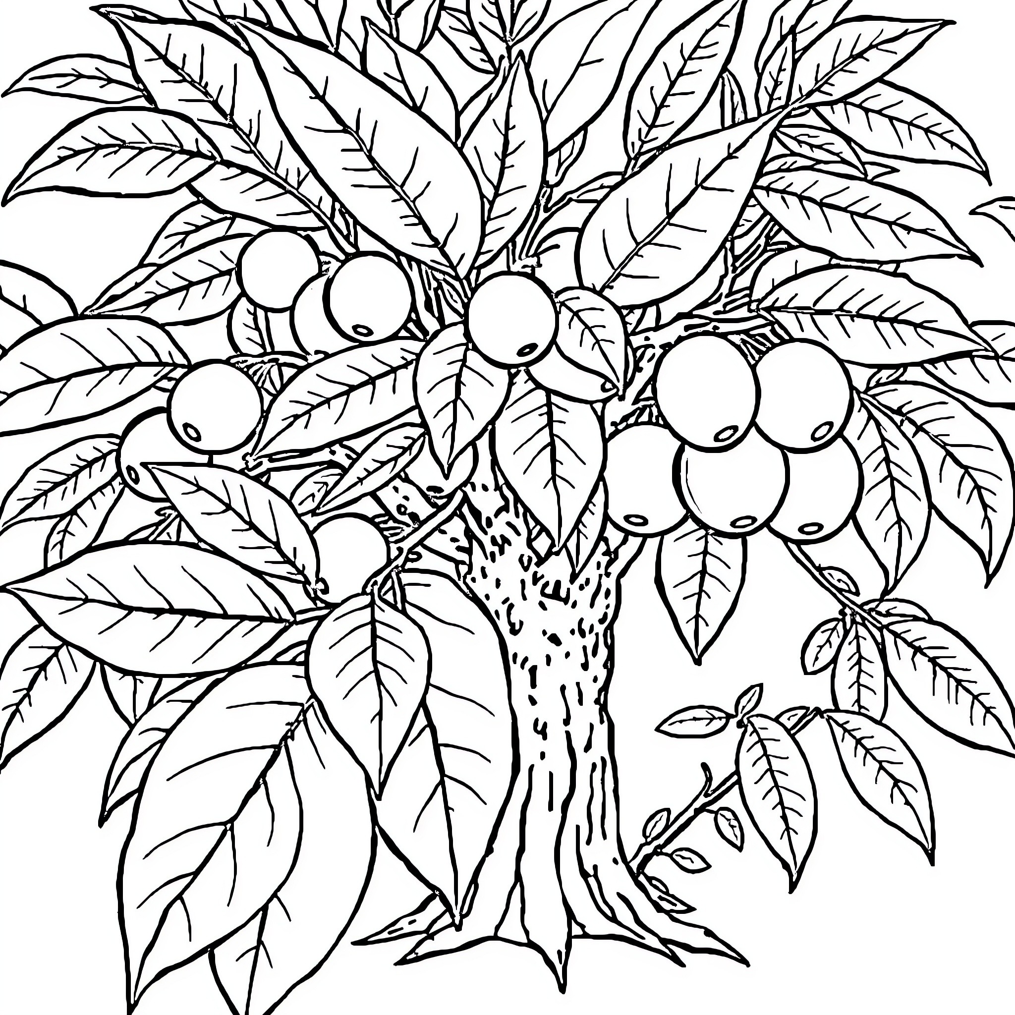 African Sanave Tropical Foliage and Fruits Coloring Page (free black-and-white line drawing printable PDF for all, from beginners to advanced learners, including children, teens, adults, and seniors)