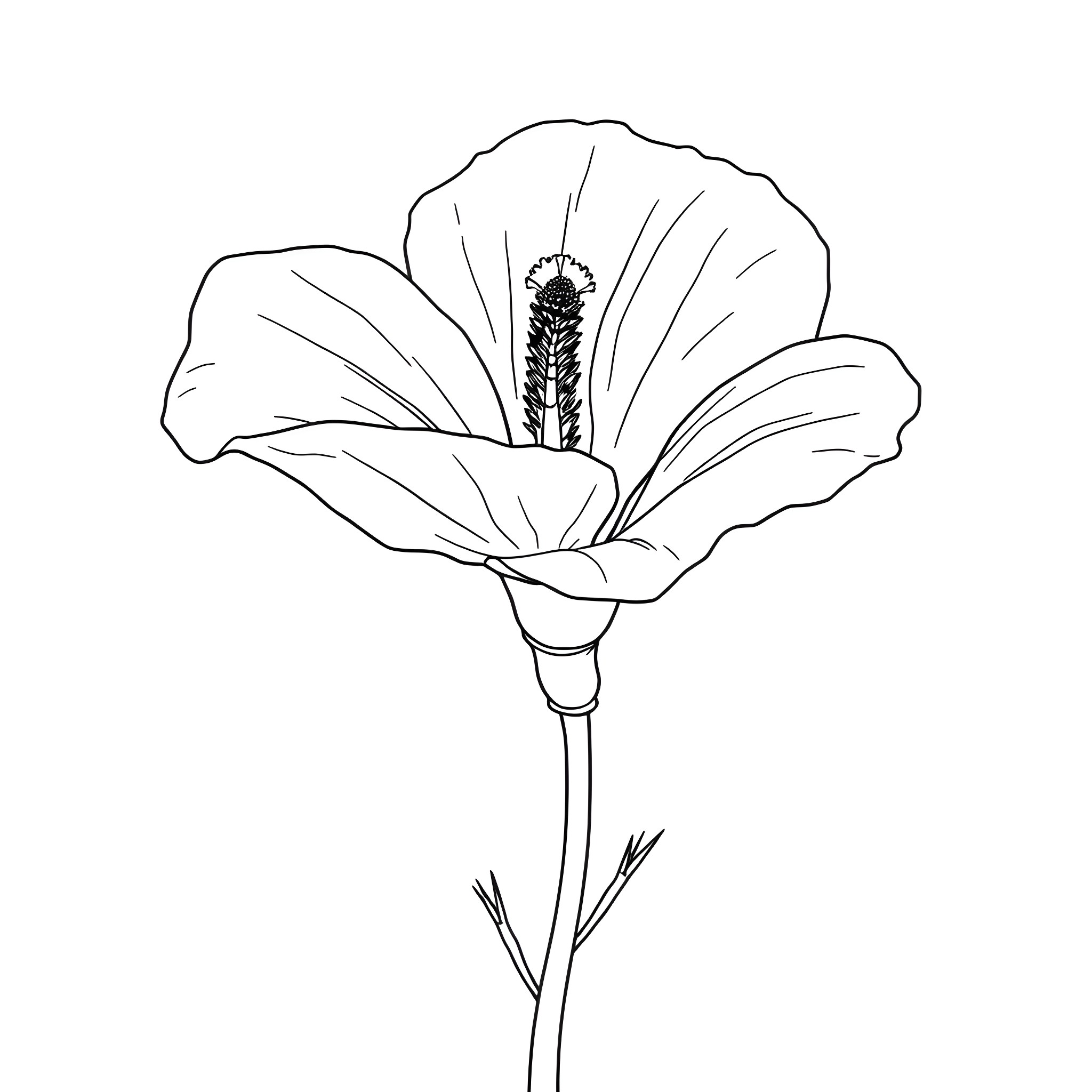 Ipomoea flower with detailed petals and pistil Coloring Page (free black-and-white line drawing printable PDF for all, from beginners to advanced learners, including children, teens, adults, and seniors)