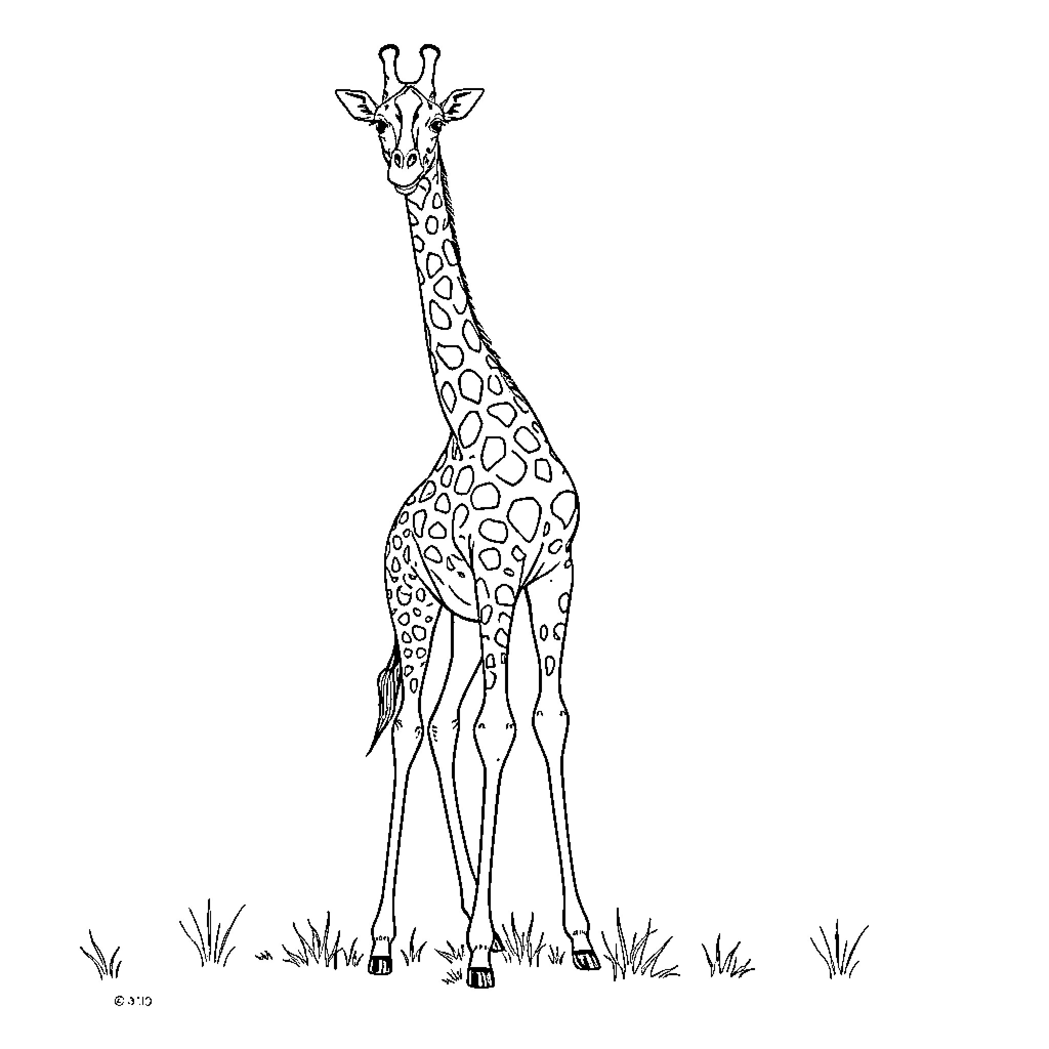 Giraffe standing tall in the grass Coloring Page (free black-and-white line drawing printable PDF for all, from beginners to advanced learners, including children, teens, adults, and seniors)