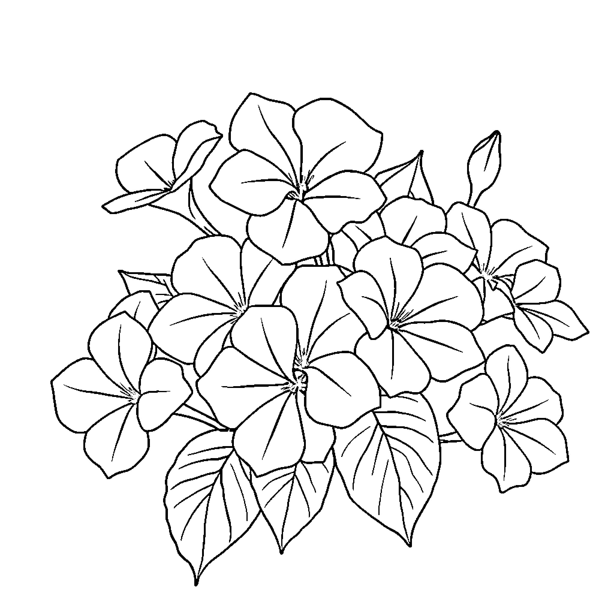 Vinca flowers in blooming array Coloring Page (free black-and-white line drawing printable PDF for all, from beginners to advanced learners, including children, teens, adults, and seniors)