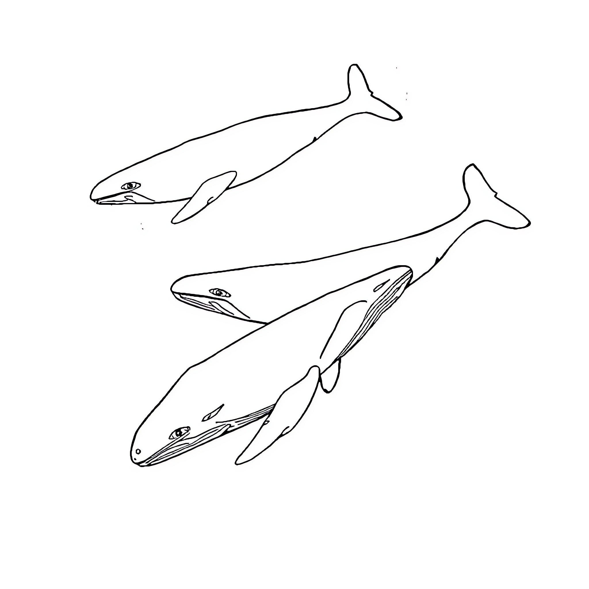 Whale swimming gracefully in the ocean Coloring Page (free black-and-white line drawing printable PDF for all, from beginners to advanced learners, including children, teens, adults, and seniors)