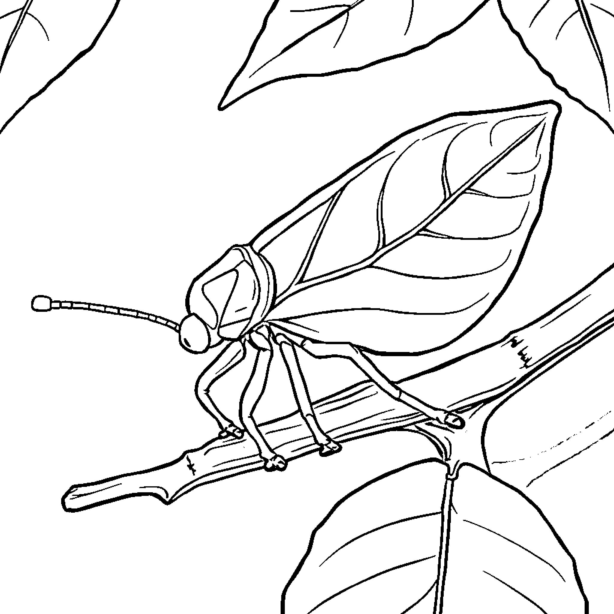 Leaf Insect resting on a branch Coloring Page (free black-and-white line drawing printable PDF for all, from beginners to advanced learners, including children, teens, adults, and seniors)