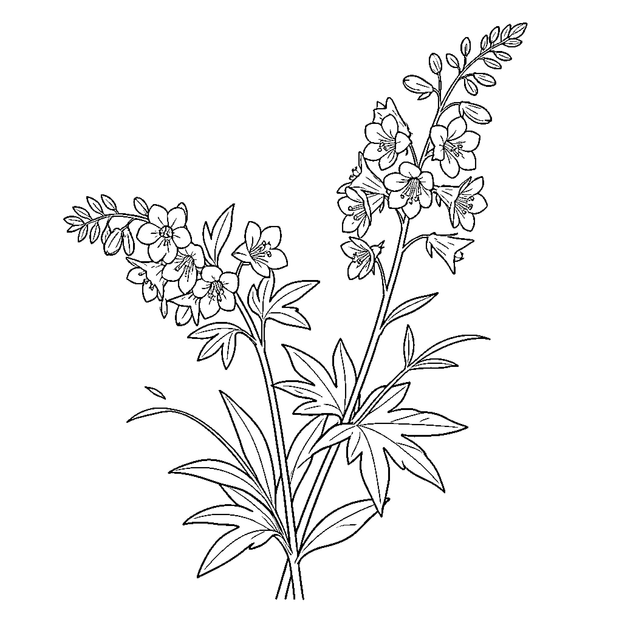 Larkspur flowers blooming on elegant leafy stems Coloring Page (free black-and-white line drawing printable PDF for all, from beginners to advanced learners, including children, teens, adults, and seniors)