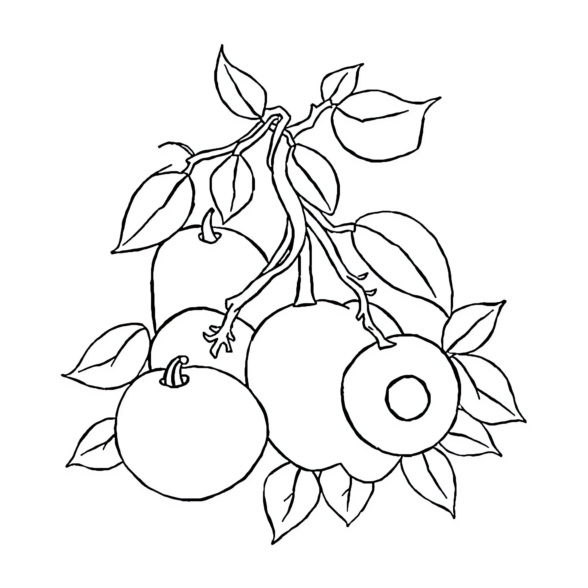 Fruit branch with abstract leaves and blooms Coloring Page (free black-and-white line drawing printable PDF for all, from beginners to advanced learners, including children, teens, adults, and seniors)