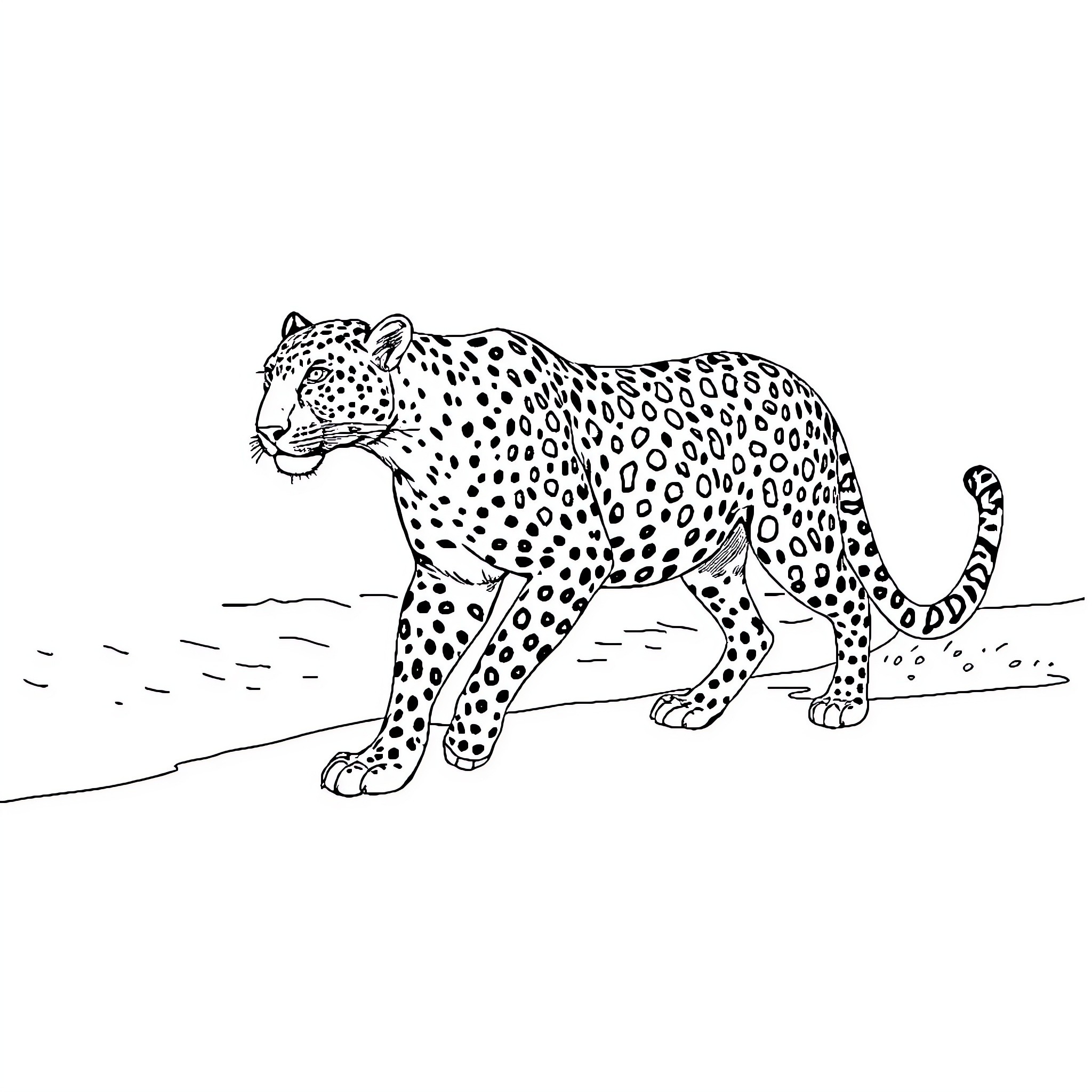 Leopard stalking through the wilderness Coloring Page (free black-and-white line drawing printable PDF for all, from beginners to advanced learners, including children, teens, adults, and seniors)
