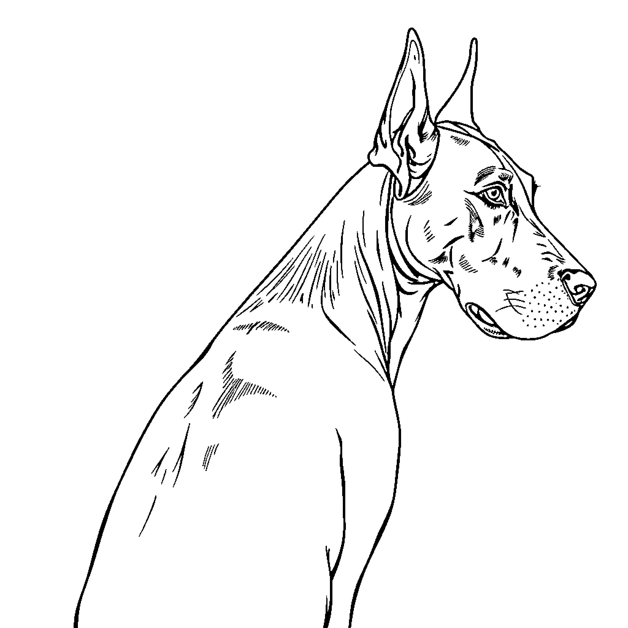 Rhodesian Ridgeback in profile Coloring Page (free black-and-white line drawing printable PDF for all, from beginners to advanced learners, including children, teens, adults, and seniors)