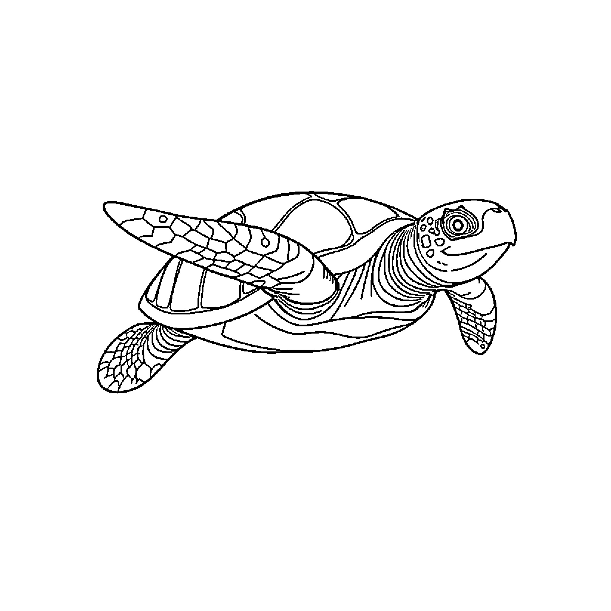 Caretta sea turtle swimming gracefully Coloring Page (free black-and-white line drawing printable PDF for all, from beginners to advanced learners, including children, teens, adults, and seniors)