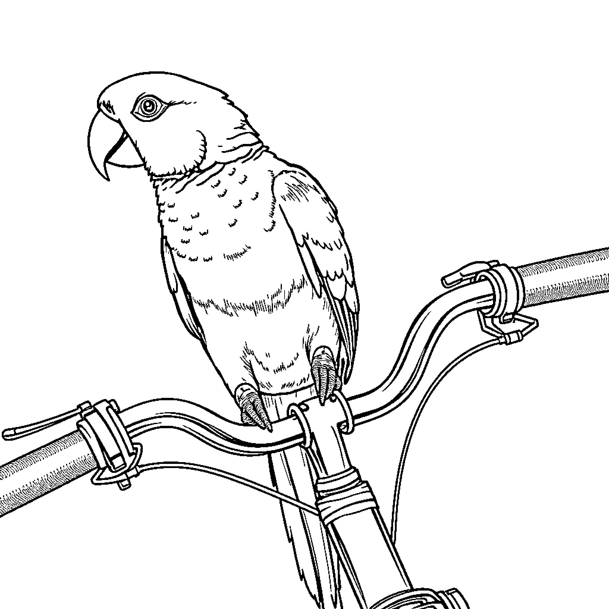 Parakeet perching on a bicycle handlebar Coloring Page (free black-and-white line drawing printable PDF for all, from beginners to advanced learners, including children, teens, adults, and seniors)