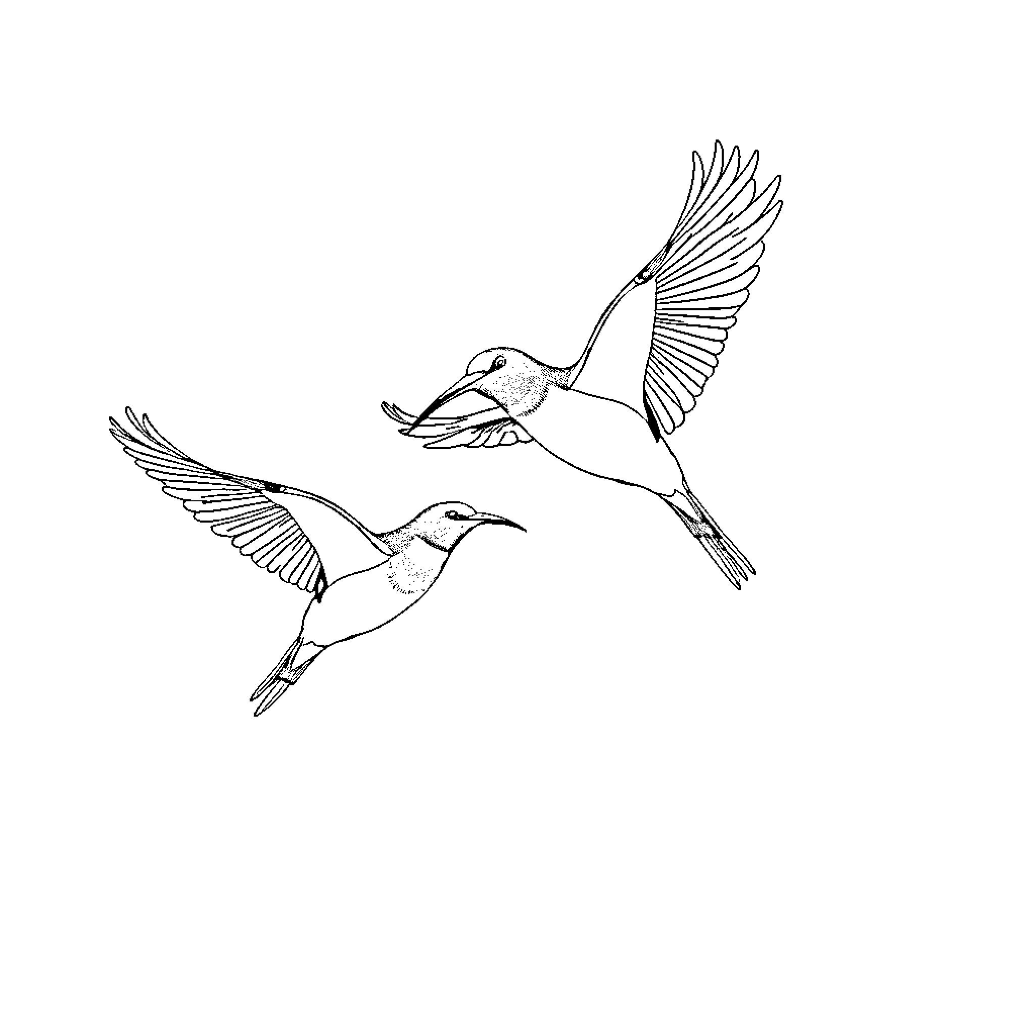Bird soaring gracefully in flight Coloring Page (free black-and-white line drawing printable PDF for all, from beginners to advanced learners, including children, teens, adults, and seniors)