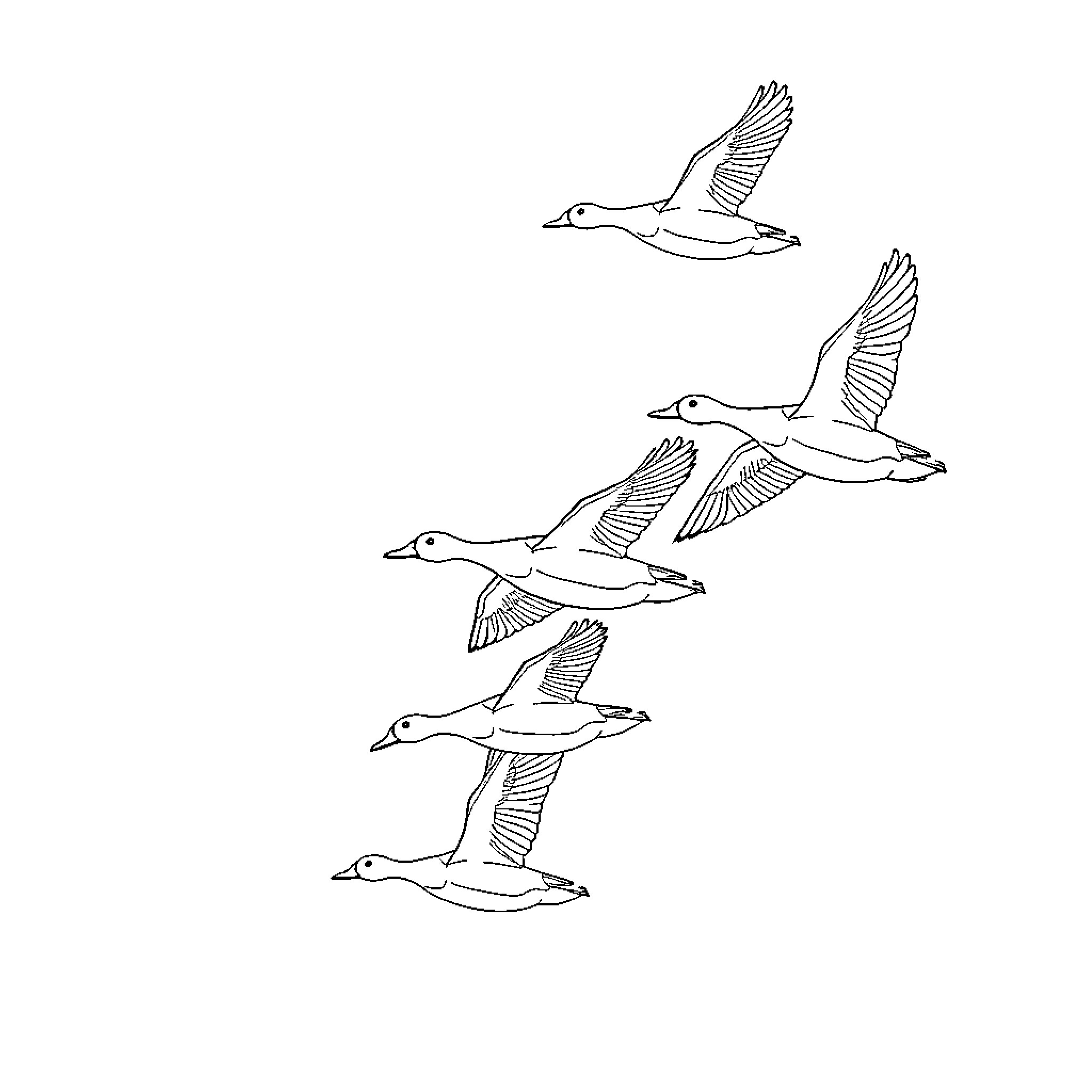 Ducks in flight soaring gracefully Coloring Page (free black-and-white line drawing printable PDF for all, from beginners to advanced learners, including children, teens, adults, and seniors)