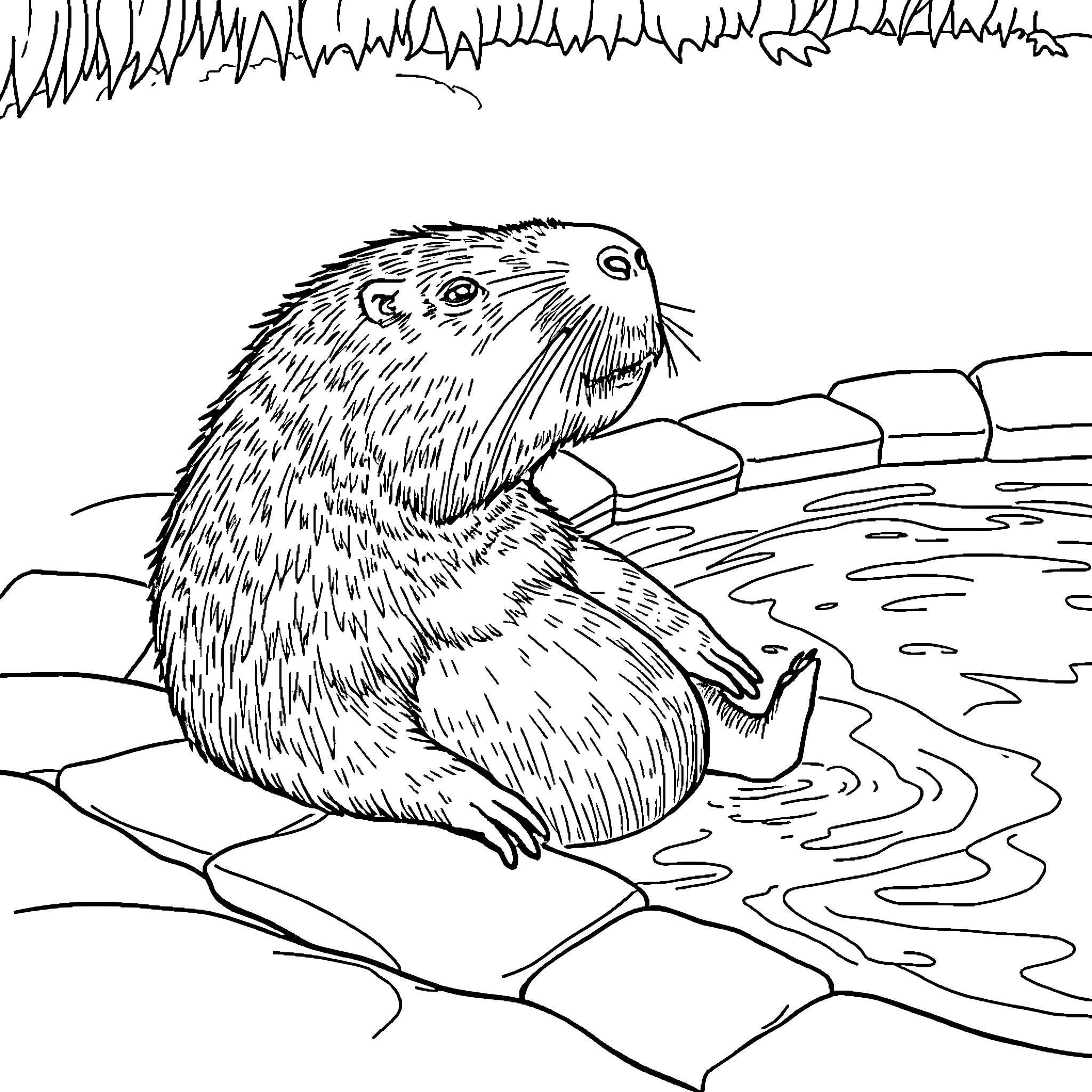 Capybara relaxing in the water Coloring Page (free black-and-white line drawing printable PDF for all, from beginners to advanced learners, including children, teens, adults, and seniors)