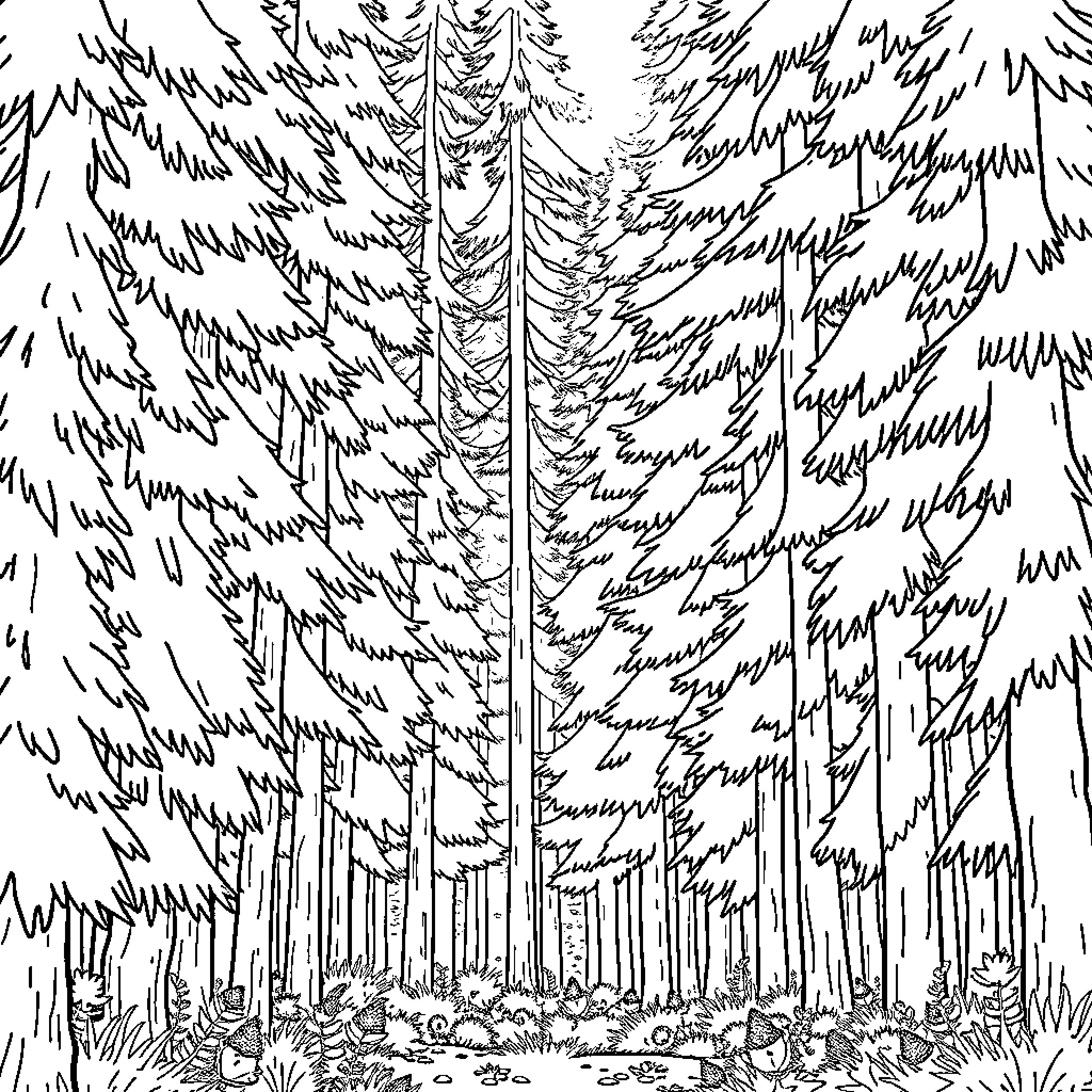 Forest of Tall Pine Trees Coloring Page (free black-and-white line drawing printable PDF for all, from beginners to advanced learners, including children, teens, adults, and seniors)