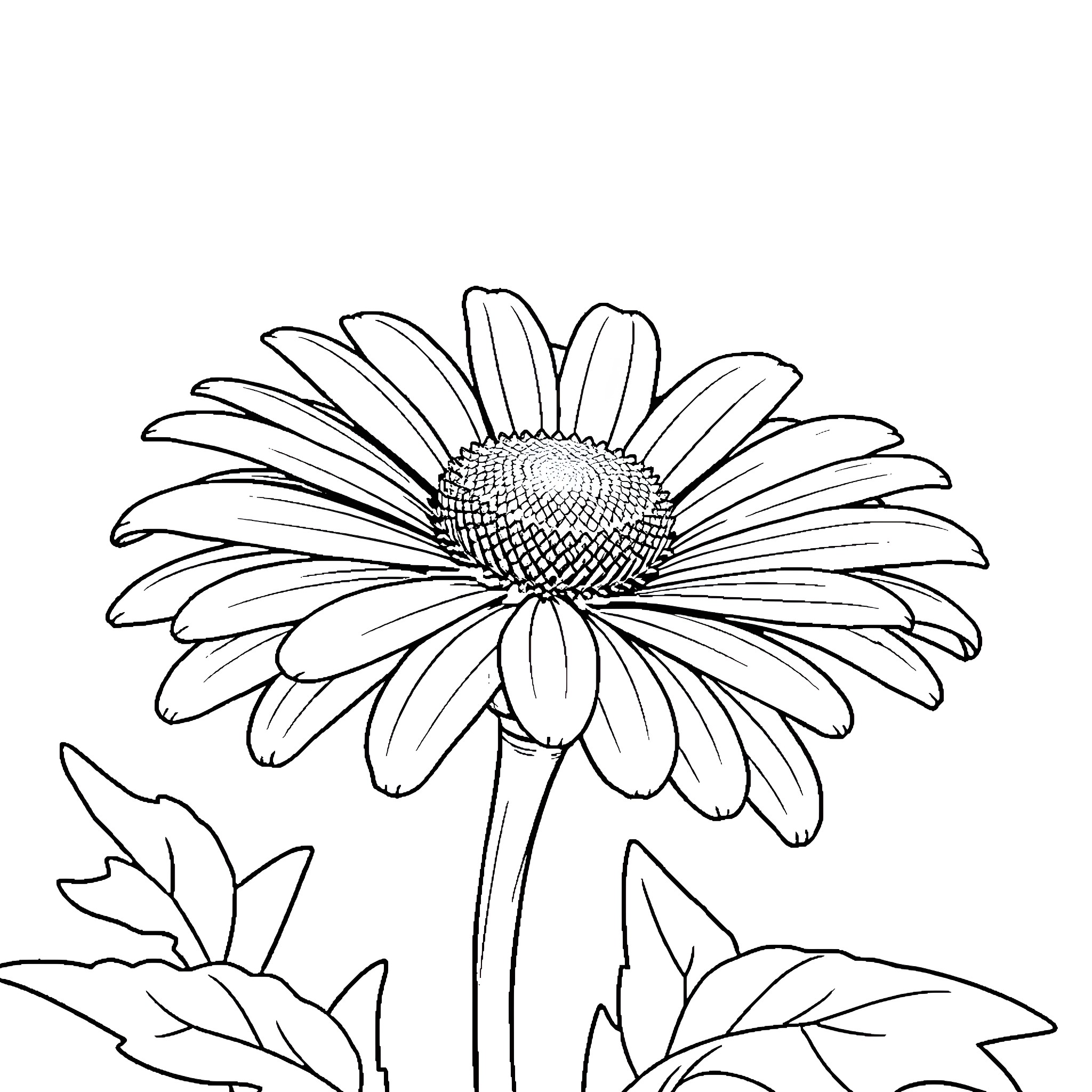 Daisy flower blooming beautifully in the garden Coloring Page (free black-and-white line drawing printable PDF for all, from beginners to advanced learners, including children, teens, adults, and seniors)