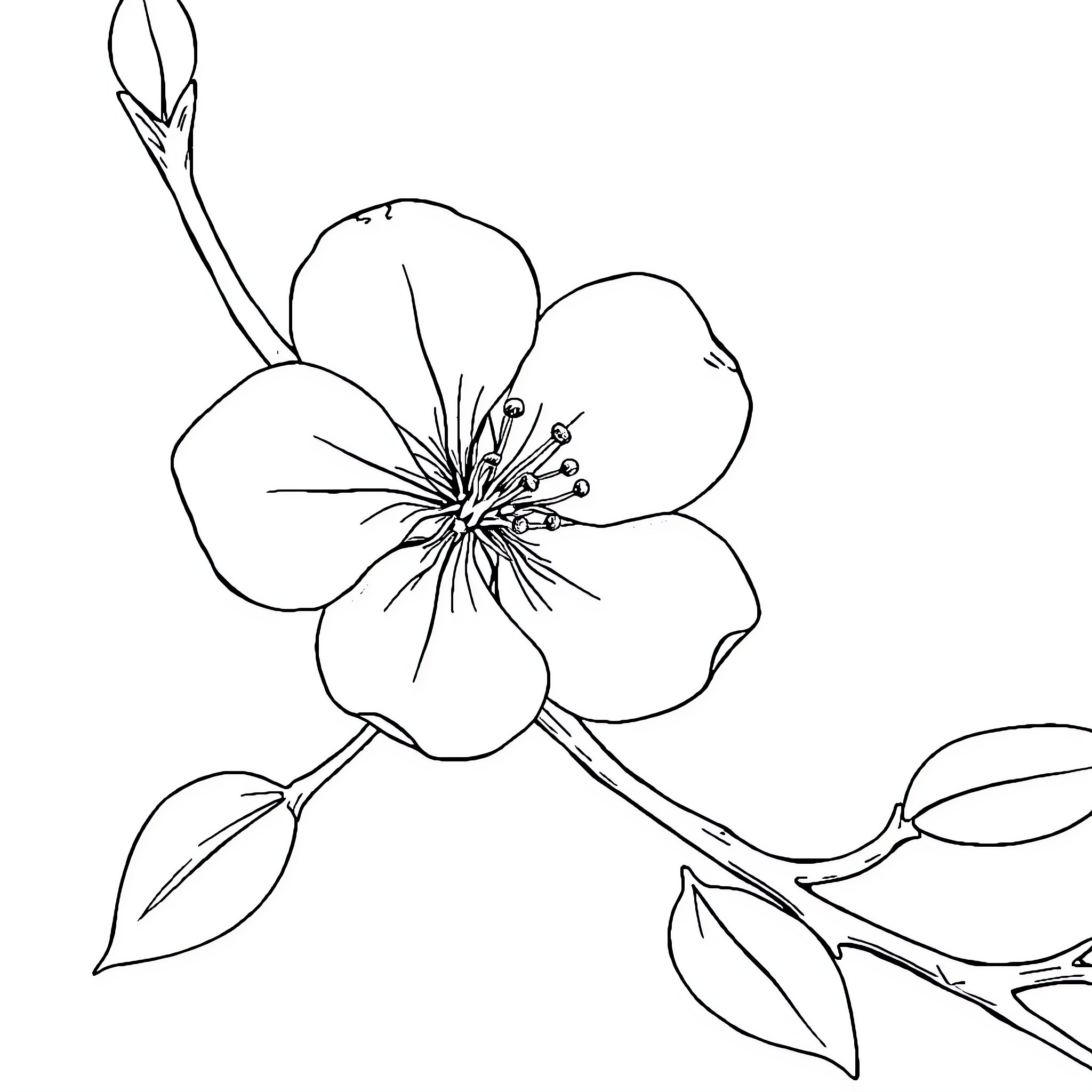 Plum Blossom Flower in Bloom Coloring Page (free black-and-white line drawing printable PDF for all, from beginners to advanced learners, including children, teens, adults, and seniors)