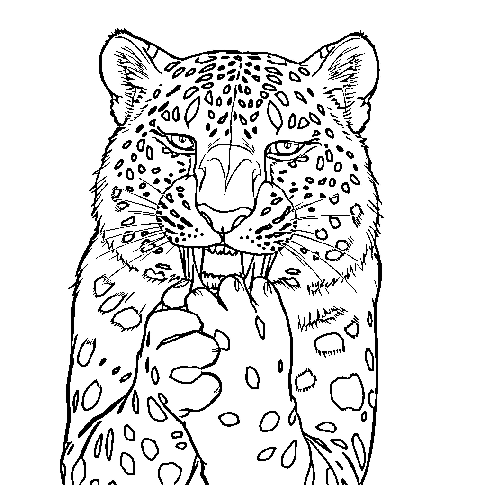 Snow Leopard Fiercely Gazing Coloring Page (free black-and-white line drawing printable PDF for all, from beginners to advanced learners, including children, teens, adults, and seniors)