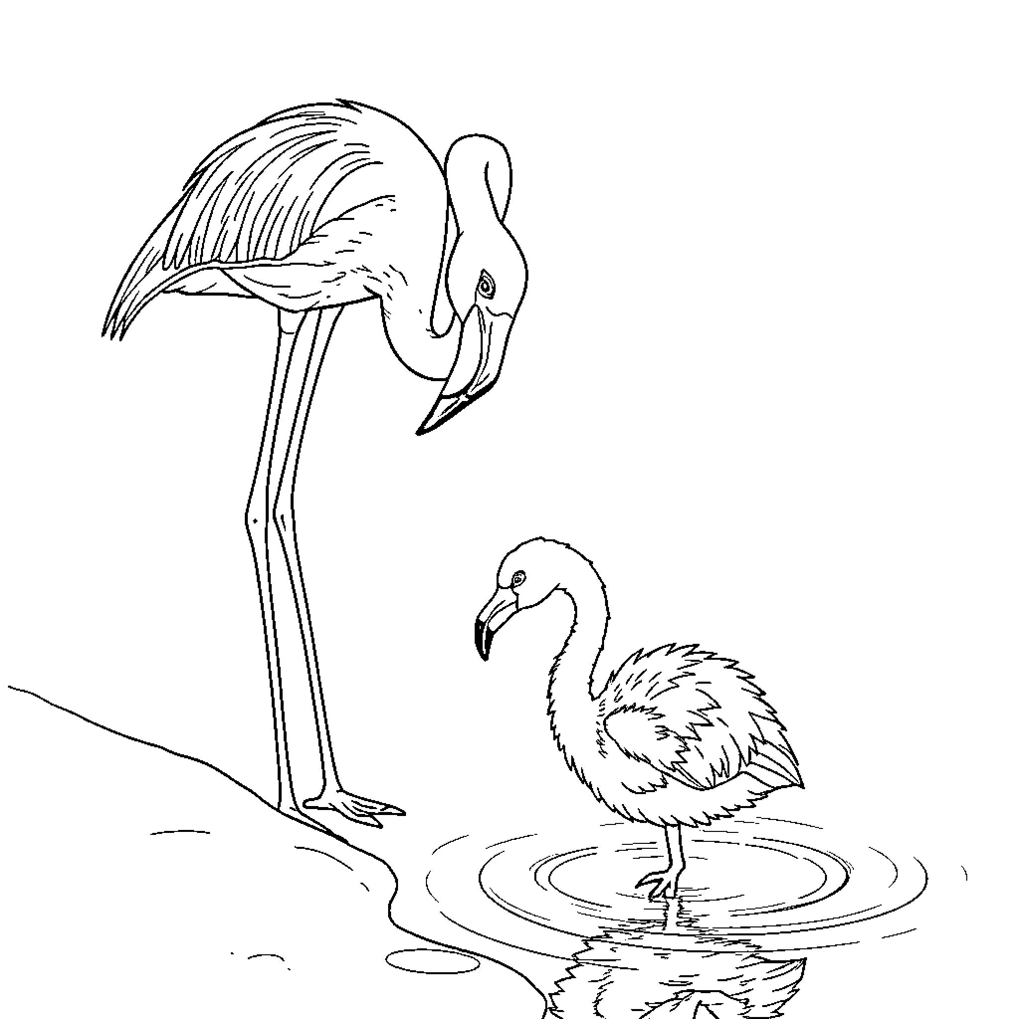 Flamingos standing gracefully in the water Coloring Page (free black-and-white line drawing printable PDF for all, from beginners to advanced learners, including children, teens, adults, and seniors)