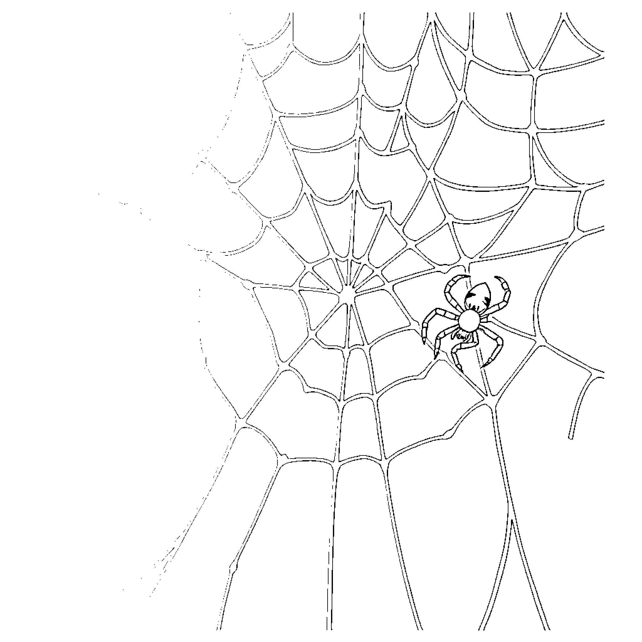 Spider weaving an intricate web Coloring Page (free black-and-white line drawing printable PDF for all, from beginners to advanced learners, including children, teens, adults, and seniors)