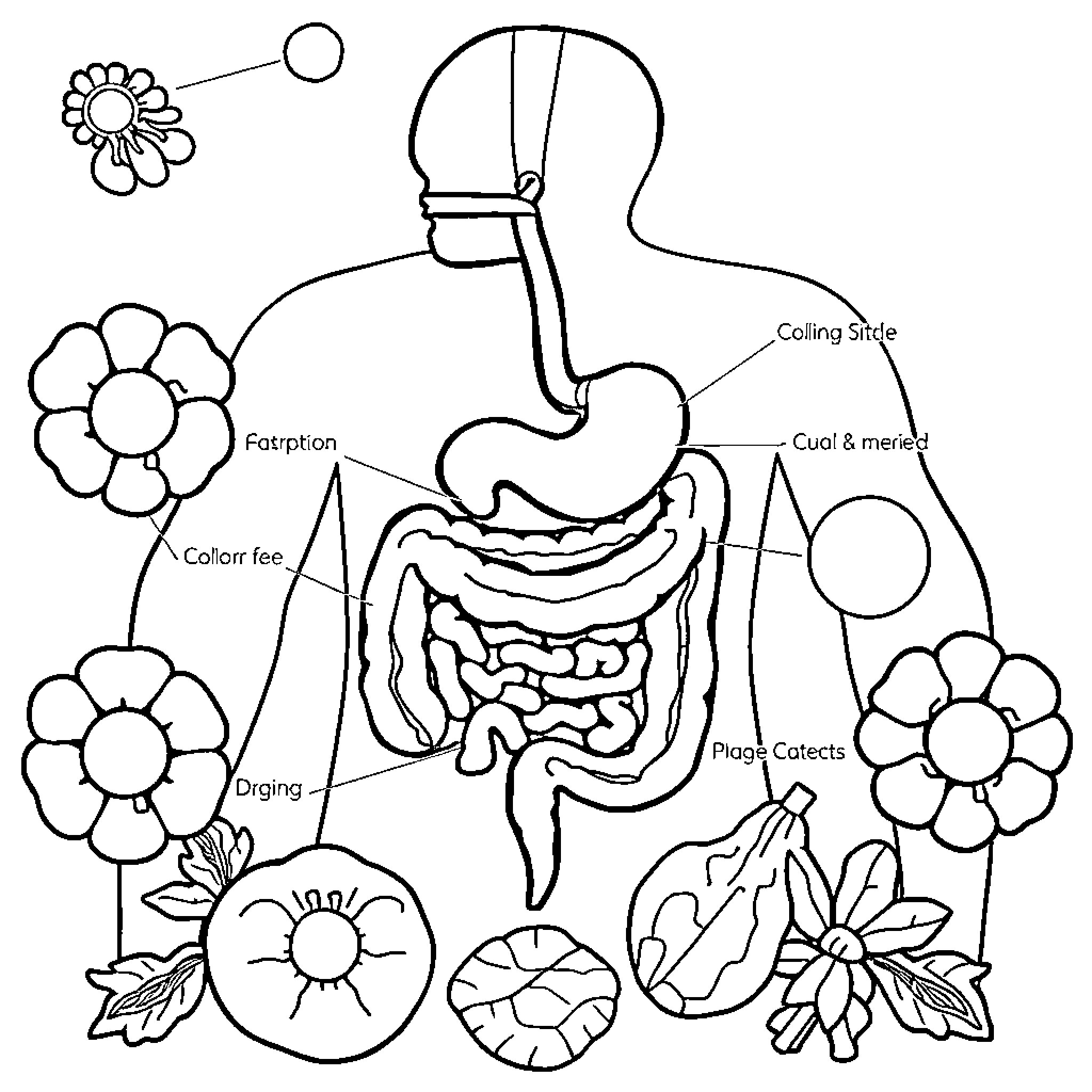 Digestive System Diagram with Floral Elements Coloring Page (free black-and-white line drawing printable PDF for all, from beginners to advanced learners, including children, teens, adults, and seniors)