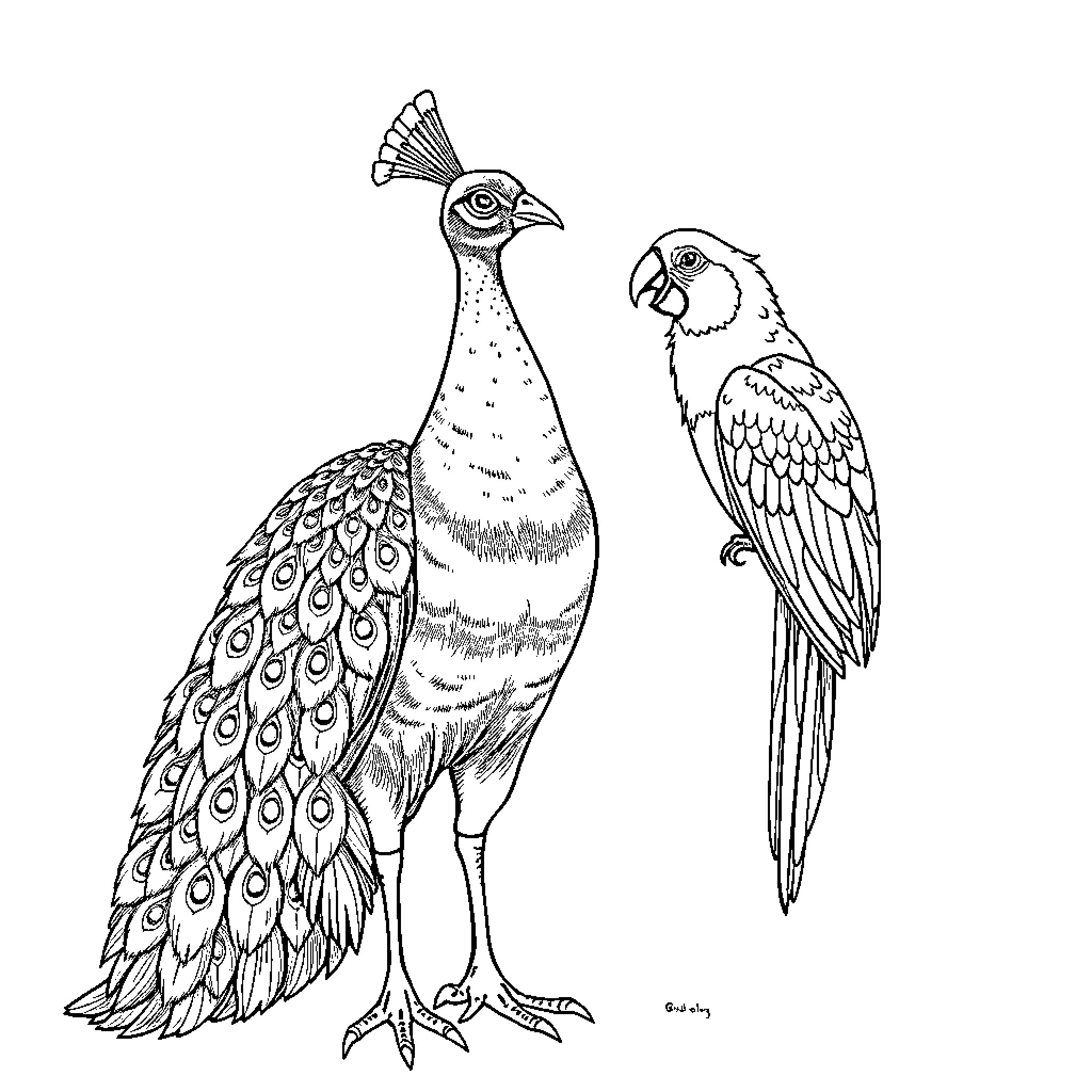 Peacock and Parrot Depicted in Intricate Drawing Coloring Page (free black-and-white line drawing printable PDF for all, from beginners to advanced learners, including children, teens, adults, and seniors)