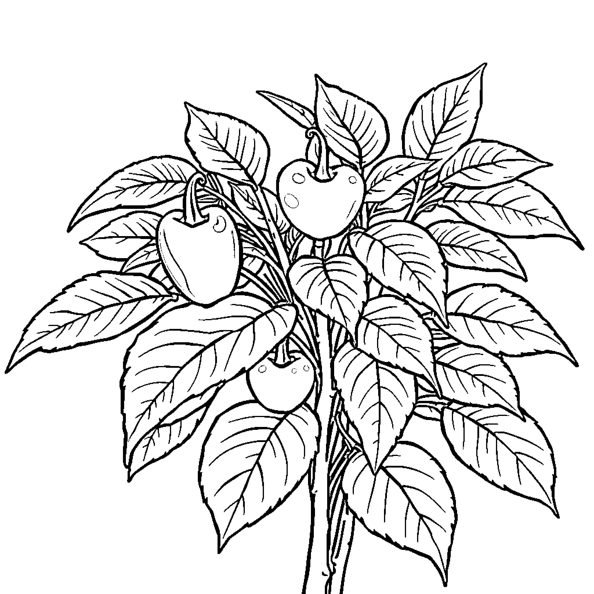 Pepper plant with leaves and fruits Coloring Page (free black-and-white line drawing printable PDF for all, from beginners to advanced learners, including children, teens, adults, and seniors)