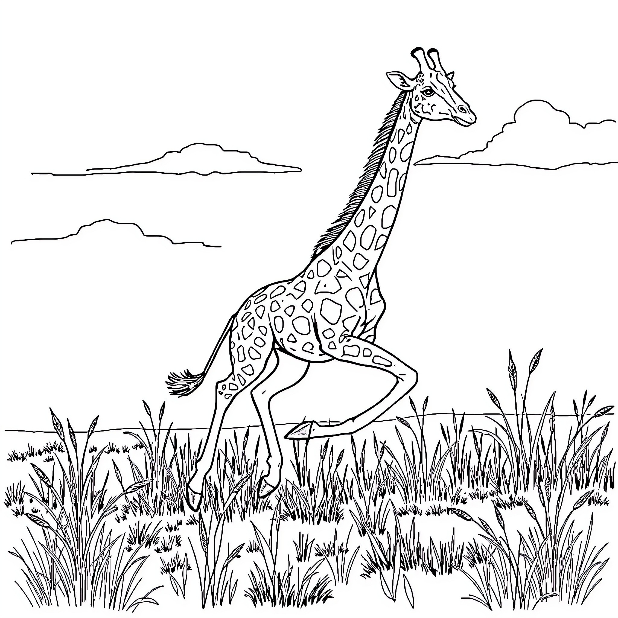 Giraffe standing tall in lush grassland Coloring Page (free black-and-white line drawing printable PDF for all, from beginners to advanced learners, including children, teens, adults, and seniors)