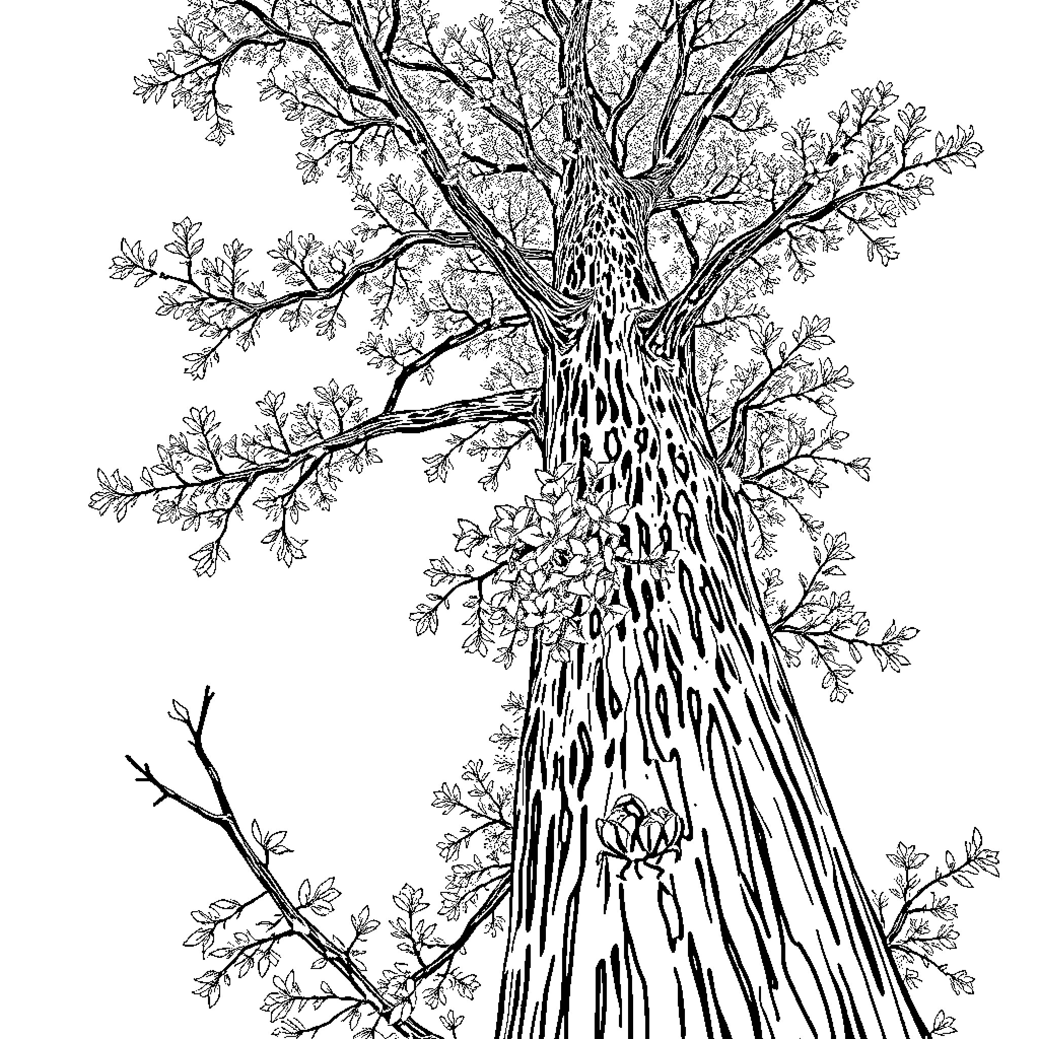 Leaf-shaped Tree Reaching for the Sky Coloring Page (free black-and-white line drawing printable PDF for all, from beginners to advanced learners, including children, teens, adults, and seniors)