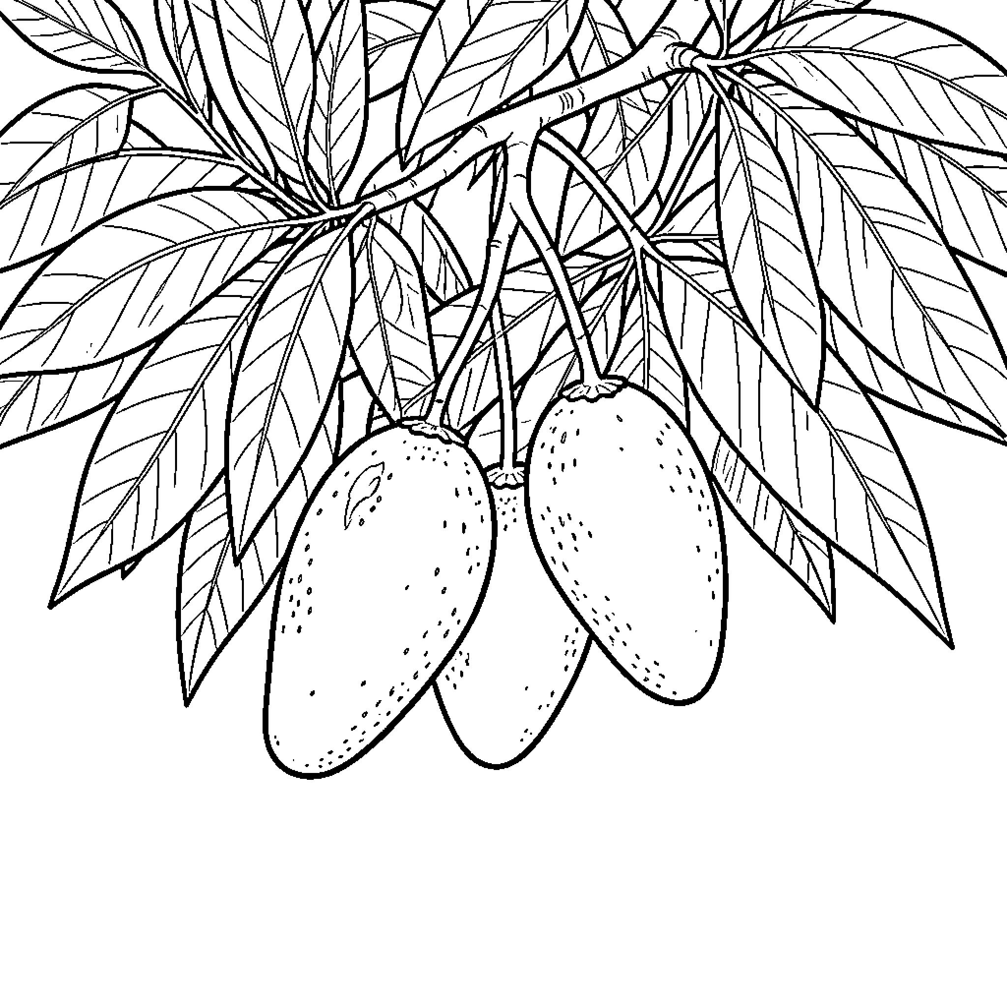 Mango fruits hanging from a leafy tree branch Coloring Page (free black-and-white line drawing printable PDF for all, from beginners to advanced learners, including children, teens, adults, and seniors)