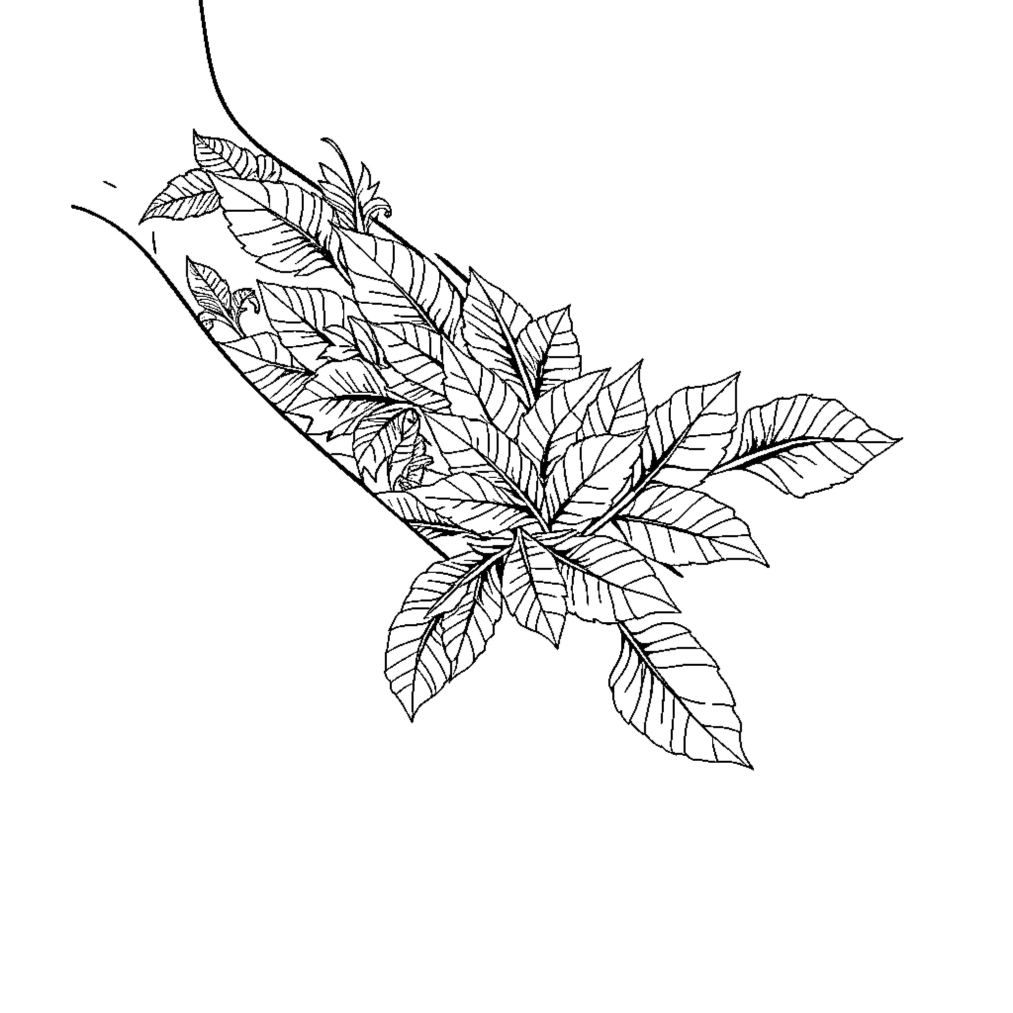 Leaf design with intricate patterns Coloring Page (free black-and-white line drawing printable PDF for all, from beginners to advanced learners, including children, teens, adults, and seniors)