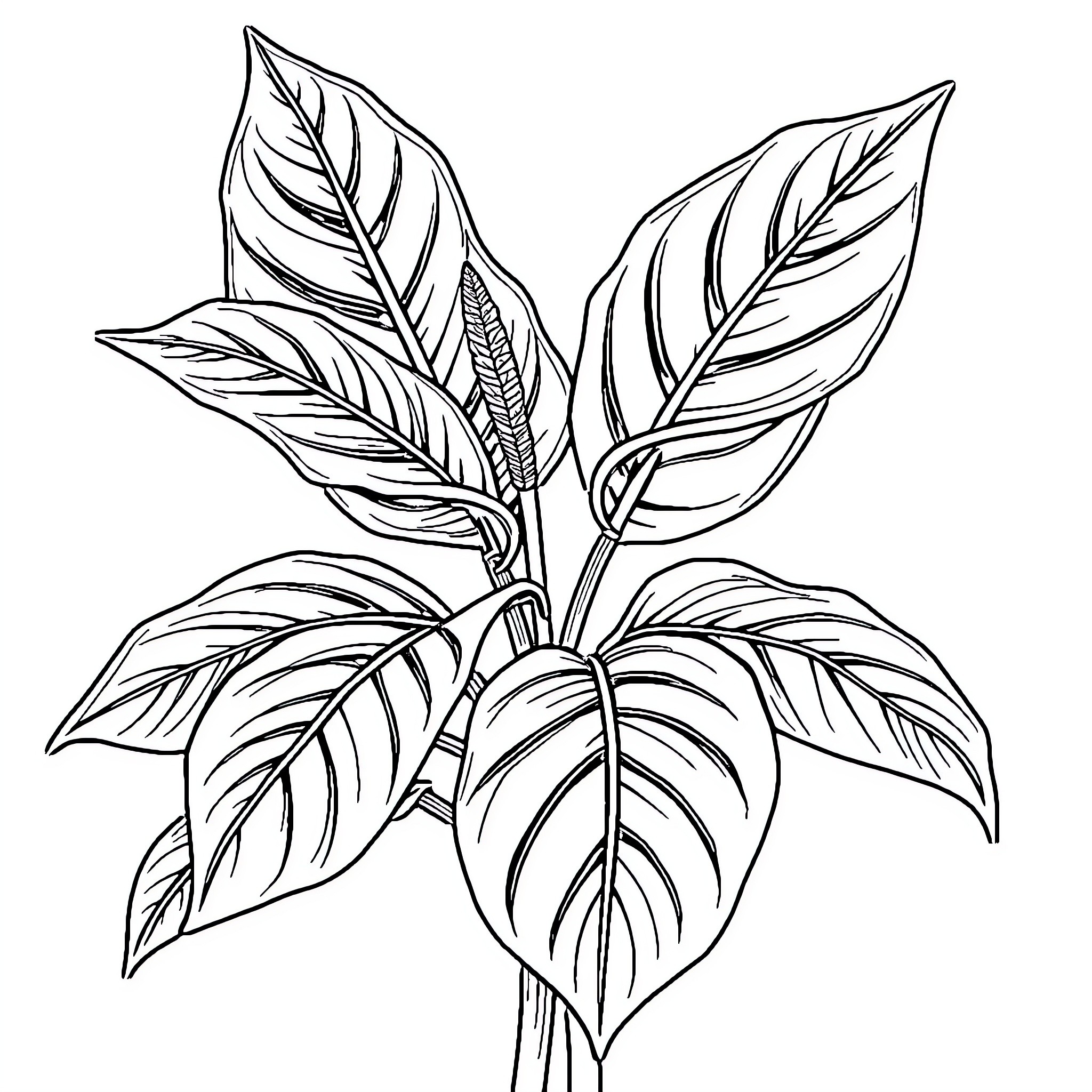 Monstera plant with intricate leaf structures Coloring Page (free black-and-white line drawing printable PDF for all, from beginners to advanced learners, including children, teens, adults, and seniors)