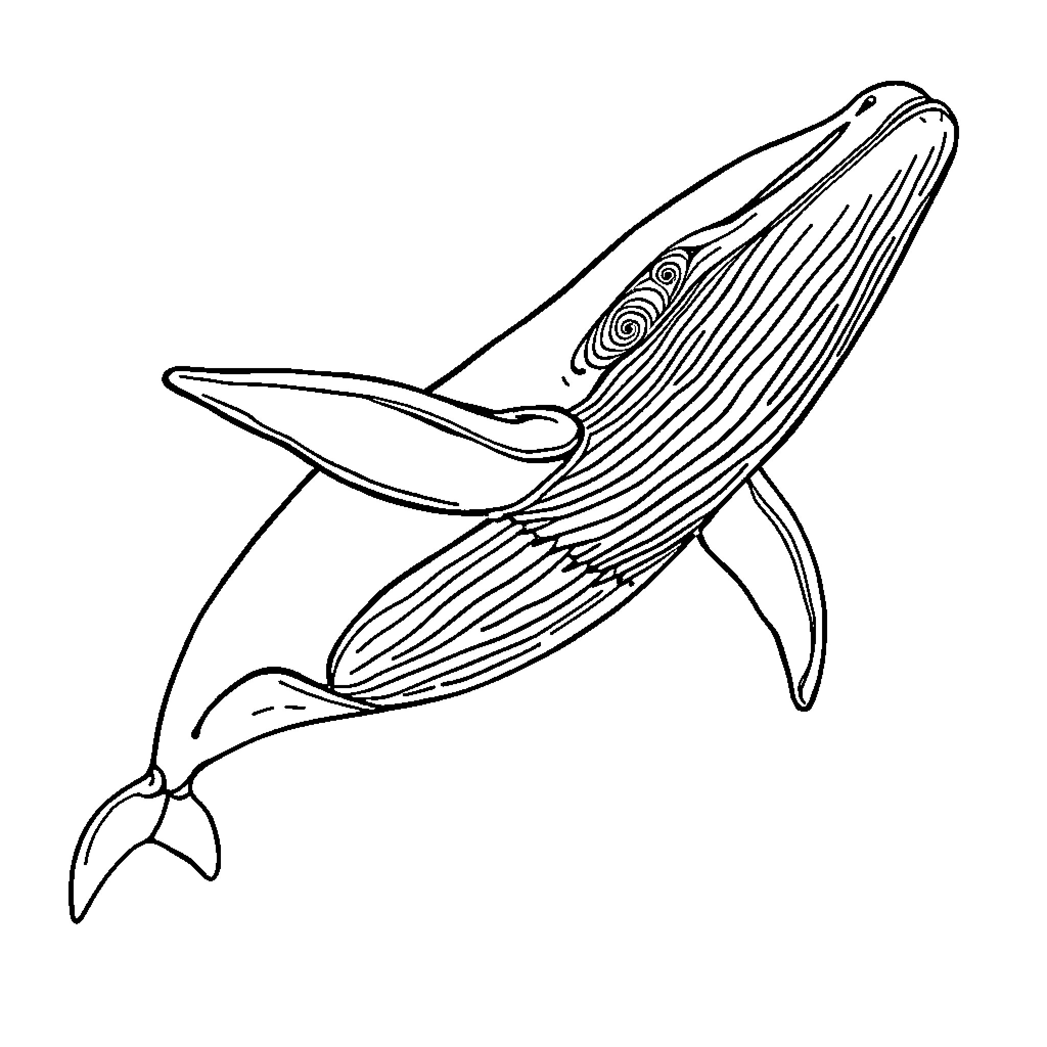Whale surfacing gracefully in the ocean Coloring Page (free black-and-white line drawing printable PDF for all, from beginners to advanced learners, including children, teens, adults, and seniors)
