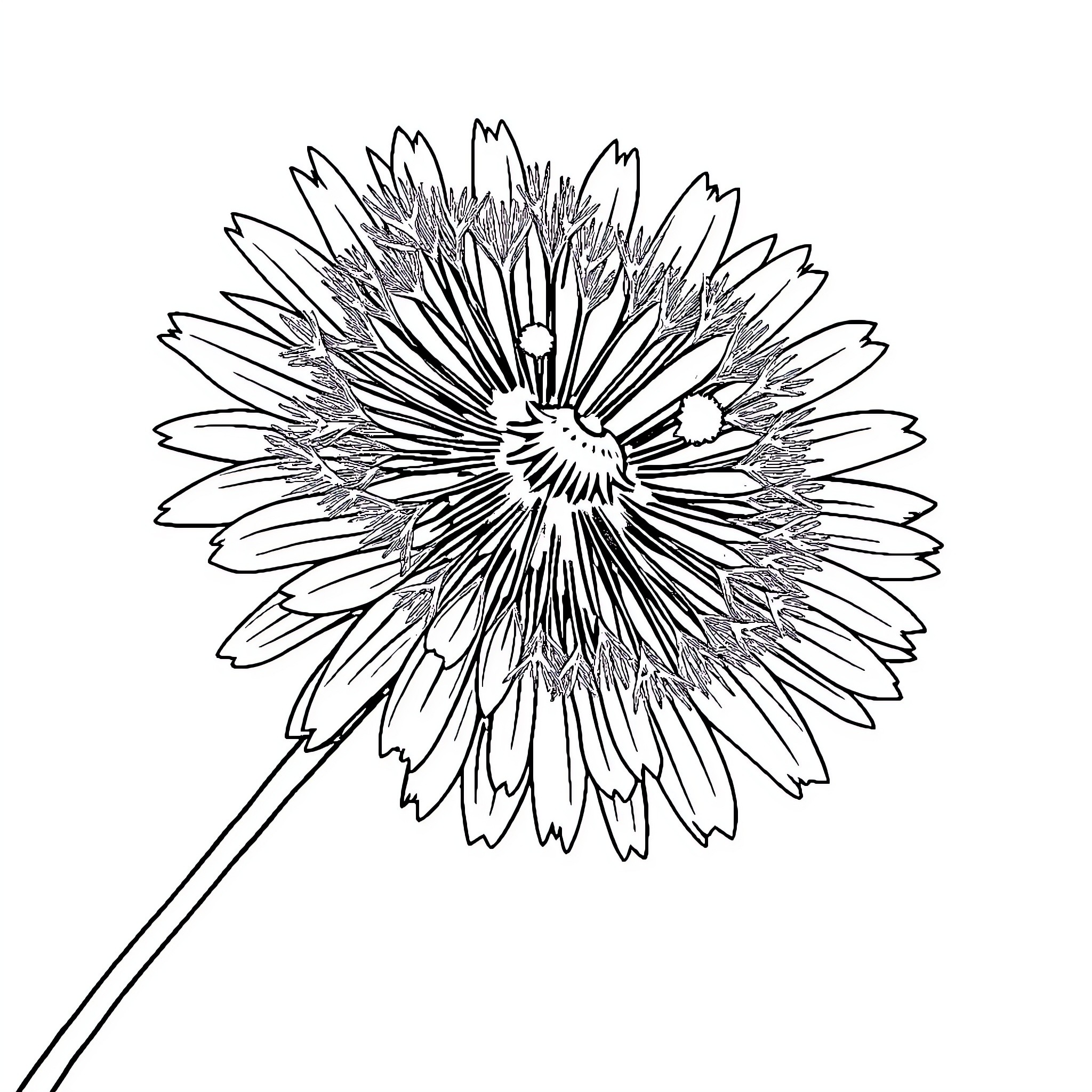 Dandelion in Intricate Monochrome Sketch Coloring Page (free black-and-white line drawing printable PDF for all, from beginners to advanced learners, including children, teens, adults, and seniors)
