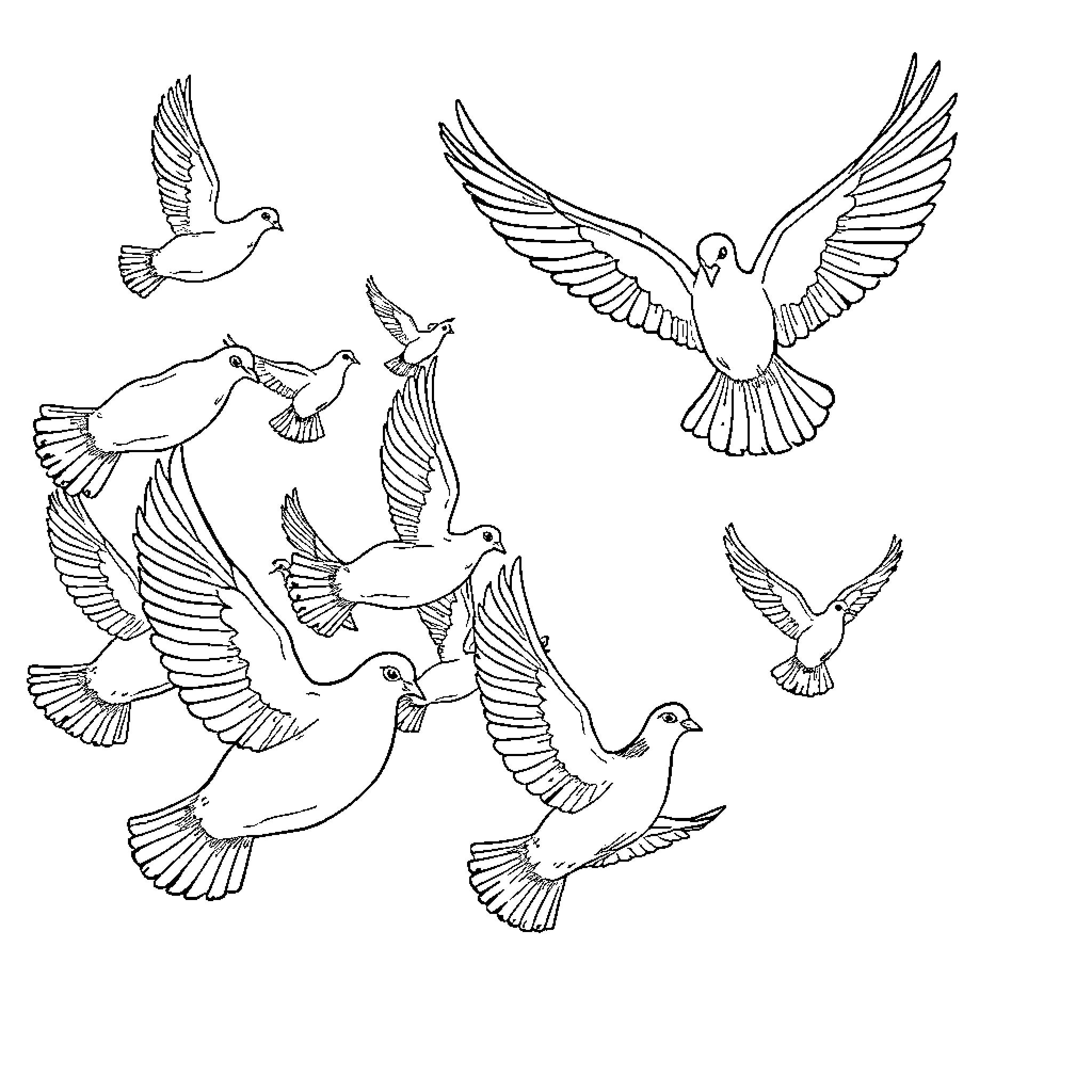 Pigeons soaring gracefully in flight Coloring Page (free black-and-white line drawing printable PDF for all, from beginners to advanced learners, including children, teens, adults, and seniors)
