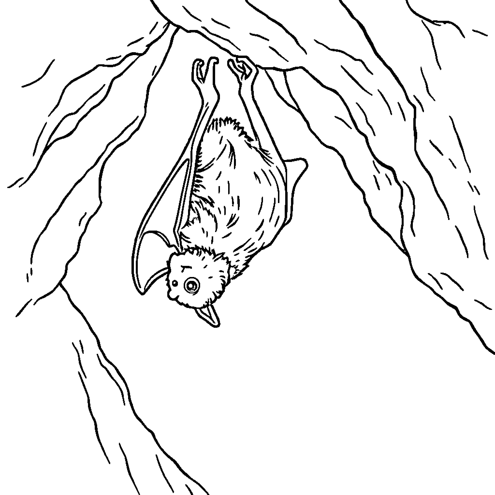 Bat Hanging Upside Down in a Cave Coloring Page (free black-and-white line drawing printable PDF for all, from beginners to advanced learners, including children, teens, adults, and seniors)