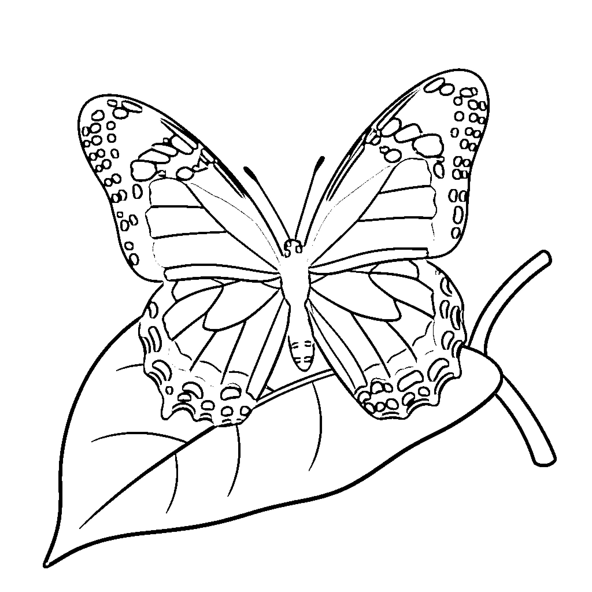 Mandela Butterfly resting on leaf Coloring Page (free black-and-white line drawing printable PDF for all, from beginners to advanced learners, including children, teens, adults, and seniors)