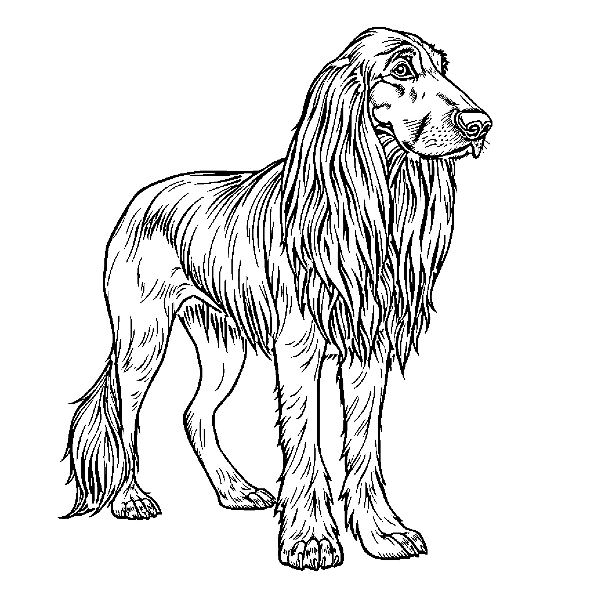 Afghan Hound standing tall and proud Coloring Page (free black-and-white line drawing printable PDF for all, from beginners to advanced learners, including children, teens, adults, and seniors)