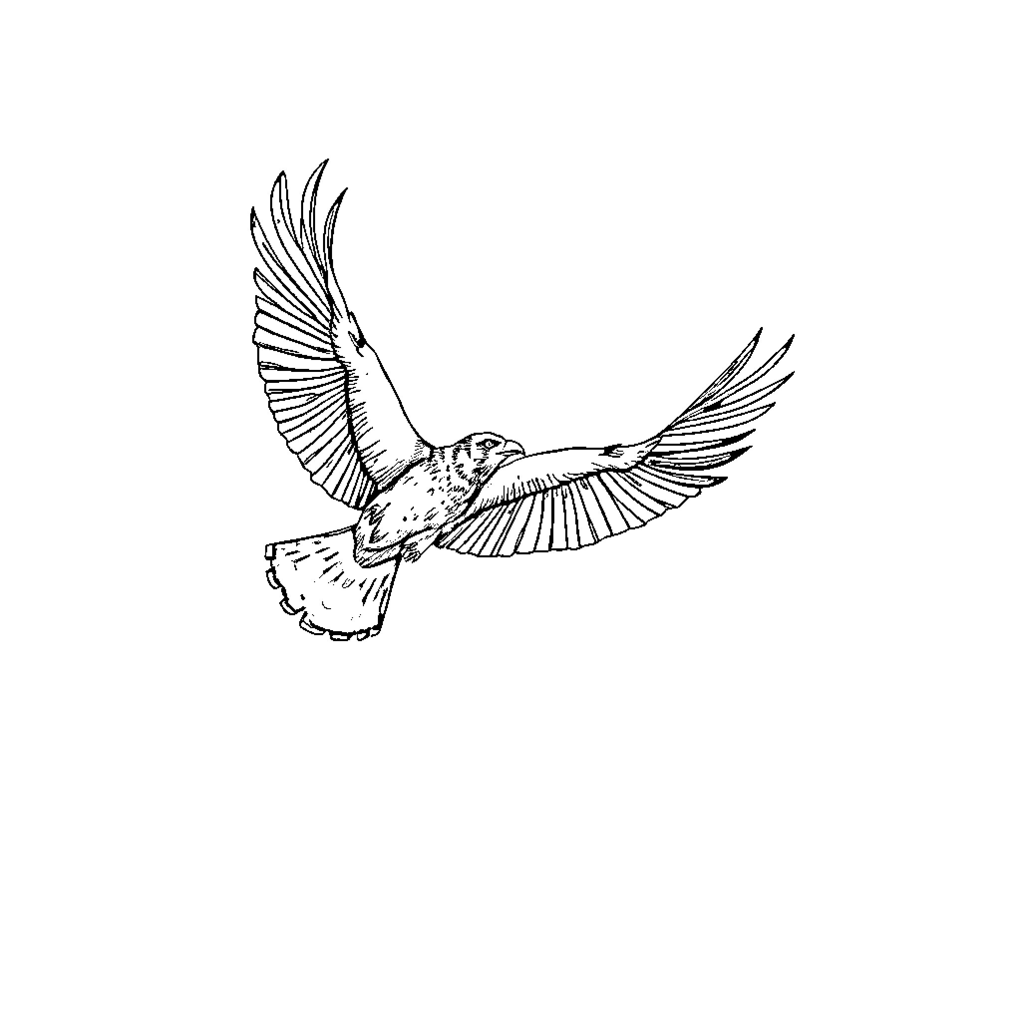 Bird spreading its wings in flight Coloring Page (free black-and-white line drawing printable PDF for all, from beginners to advanced learners, including children, teens, adults, and seniors)