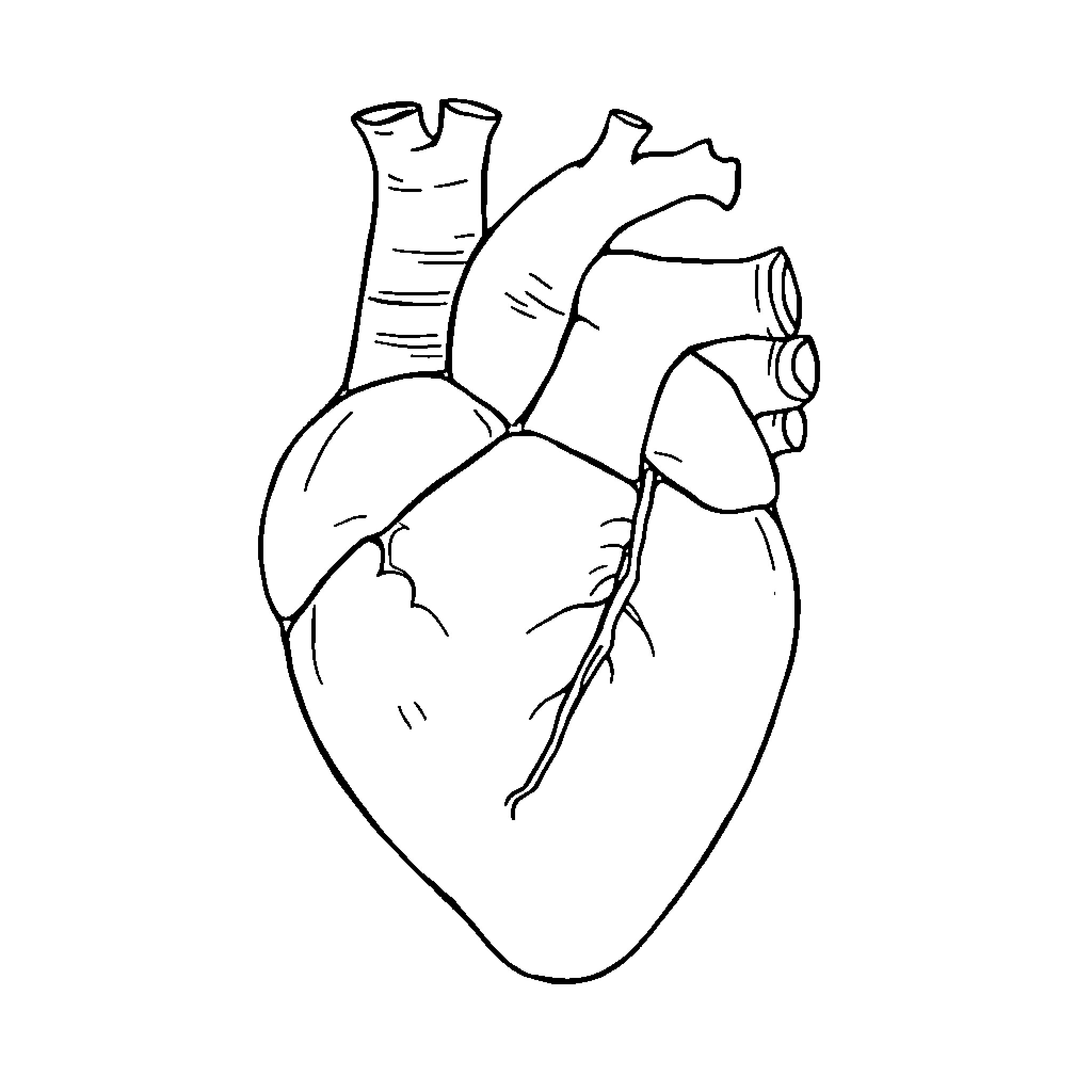 Heart of Anatomy: Detailed Illustration Coloring Page (free black-and-white line drawing printable PDF for all, from beginners to advanced learners, including children, teens, adults, and seniors)