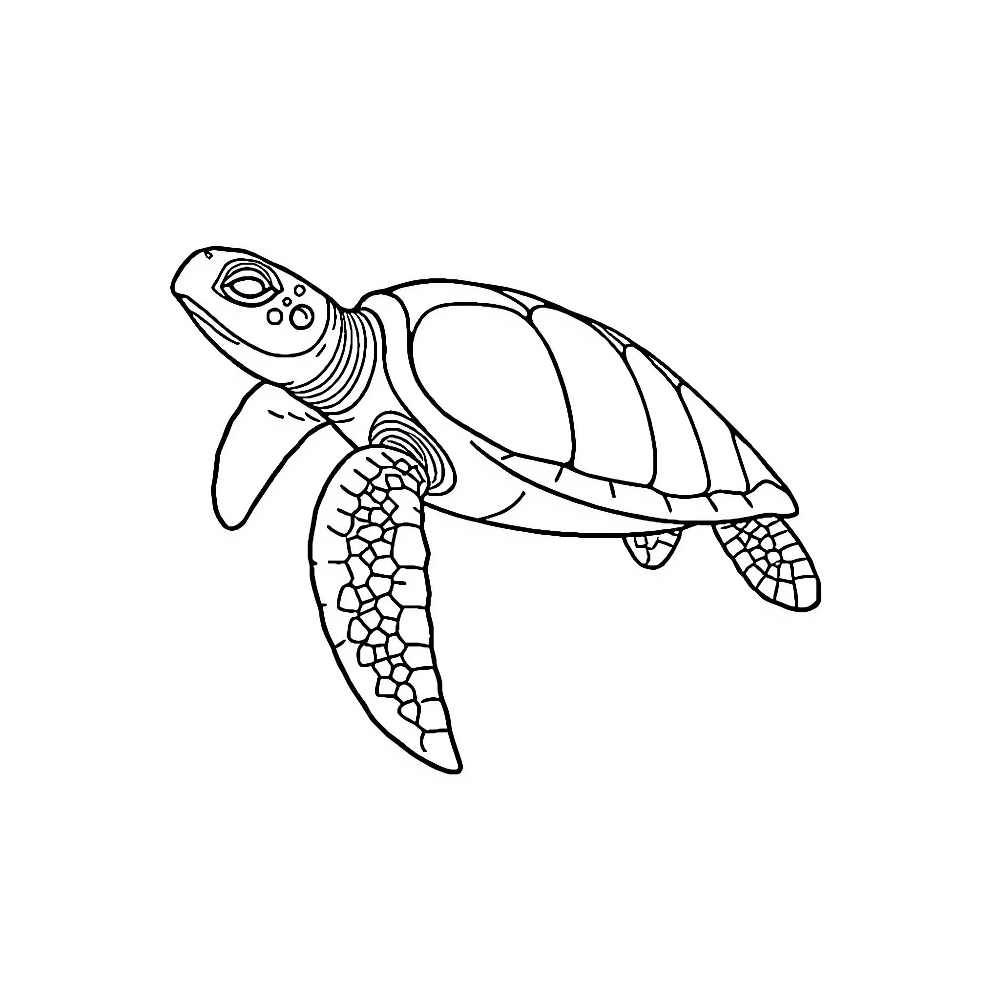 Sea Turtle swimming gracefully Coloring Page (free black-and-white line drawing printable PDF for all, from beginners to advanced learners, including children, teens, adults, and seniors)