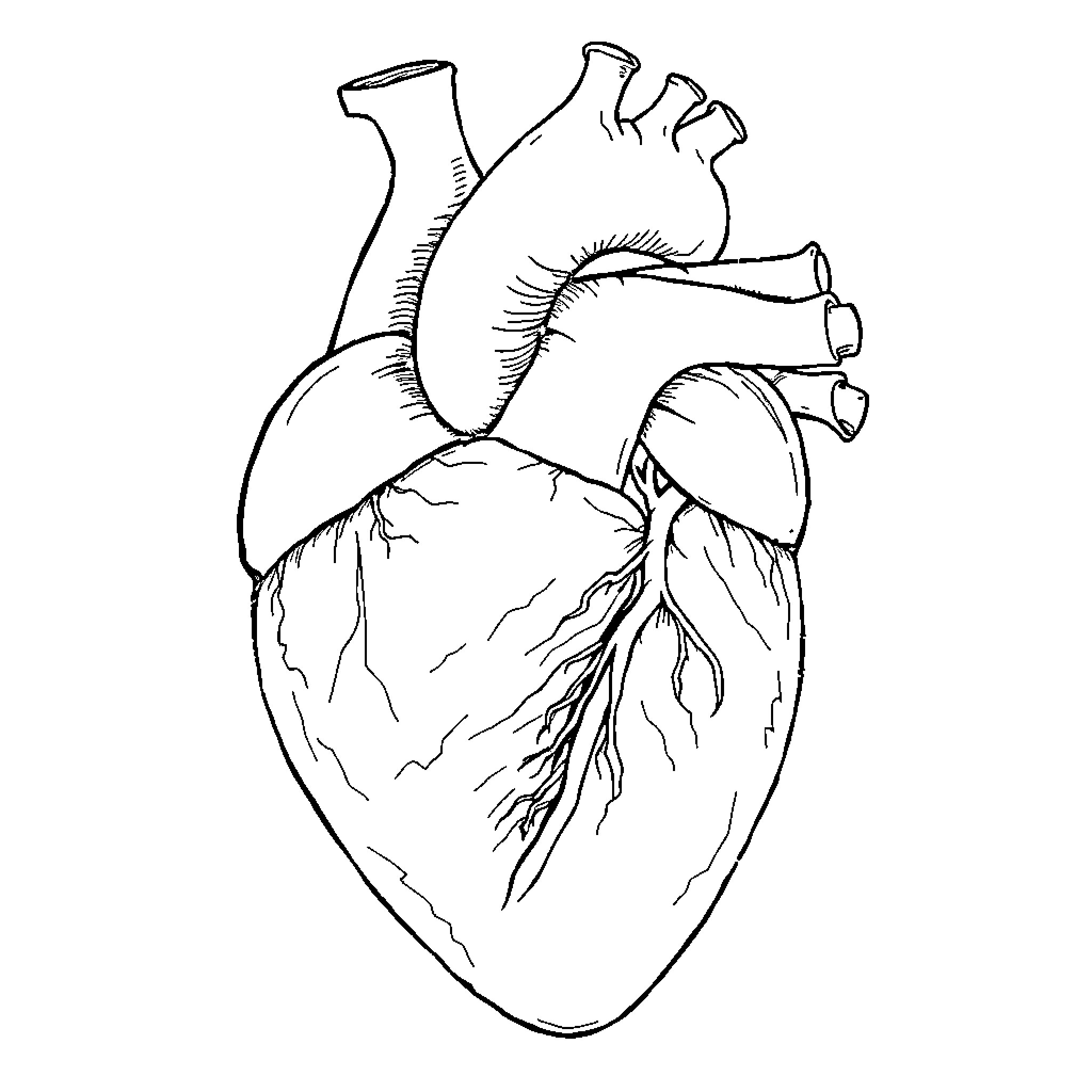 Corazon - Anatomical Heart Illustration Coloring Page (free black-and-white line drawing printable PDF for all, from beginners to advanced learners, including children, teens, adults, and seniors)