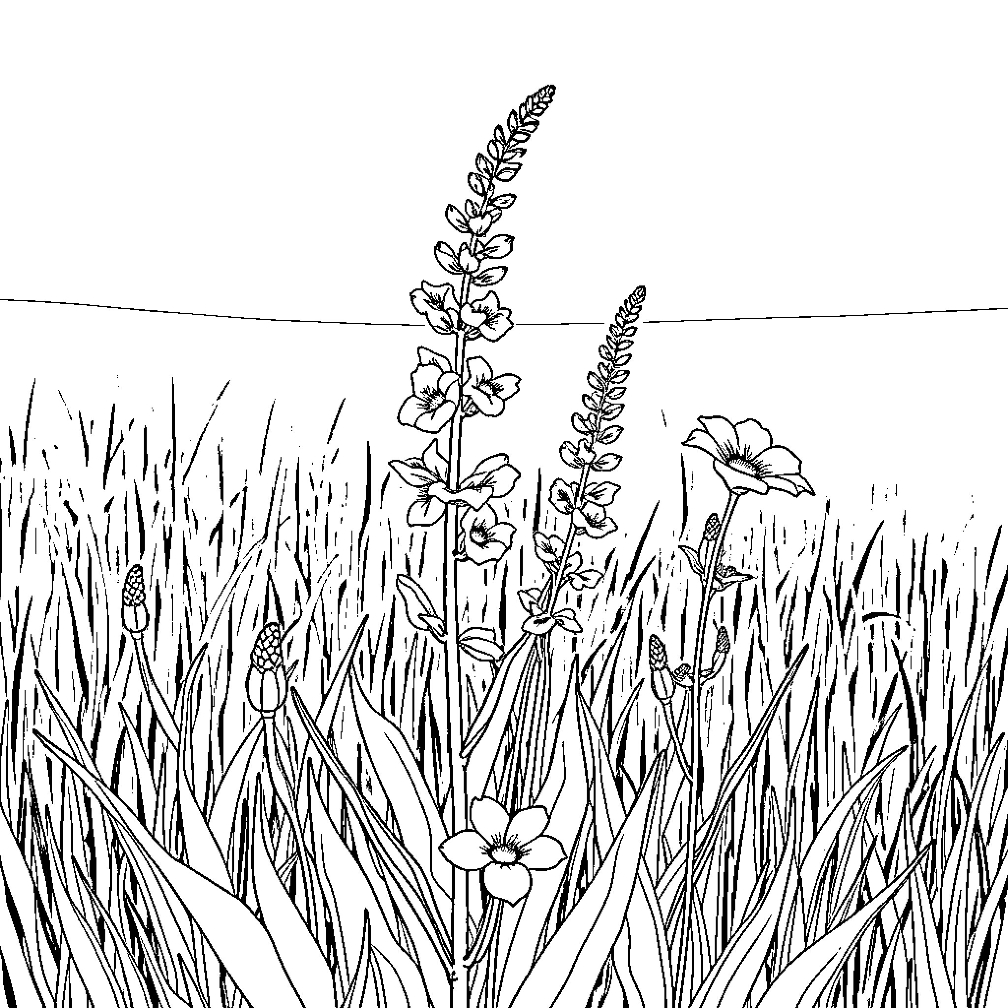 Penstemon blooming in a grassy field Coloring Page (free black-and-white line drawing printable PDF for all, from beginners to advanced learners, including children, teens, adults, and seniors)