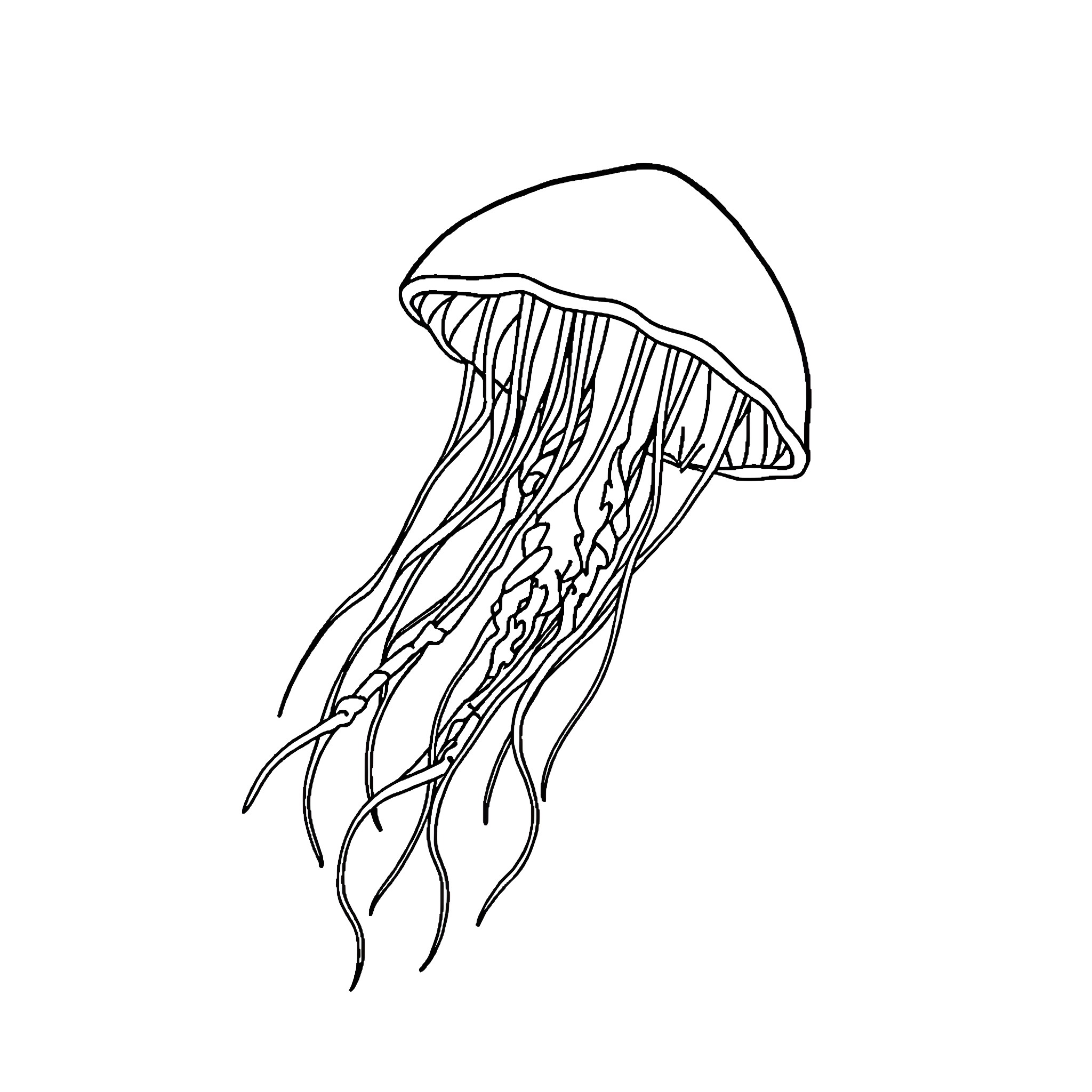 Jellyfish floating gracefully in the water Coloring Page (free black-and-white line drawing printable PDF for all, from beginners to advanced learners, including children, teens, adults, and seniors)