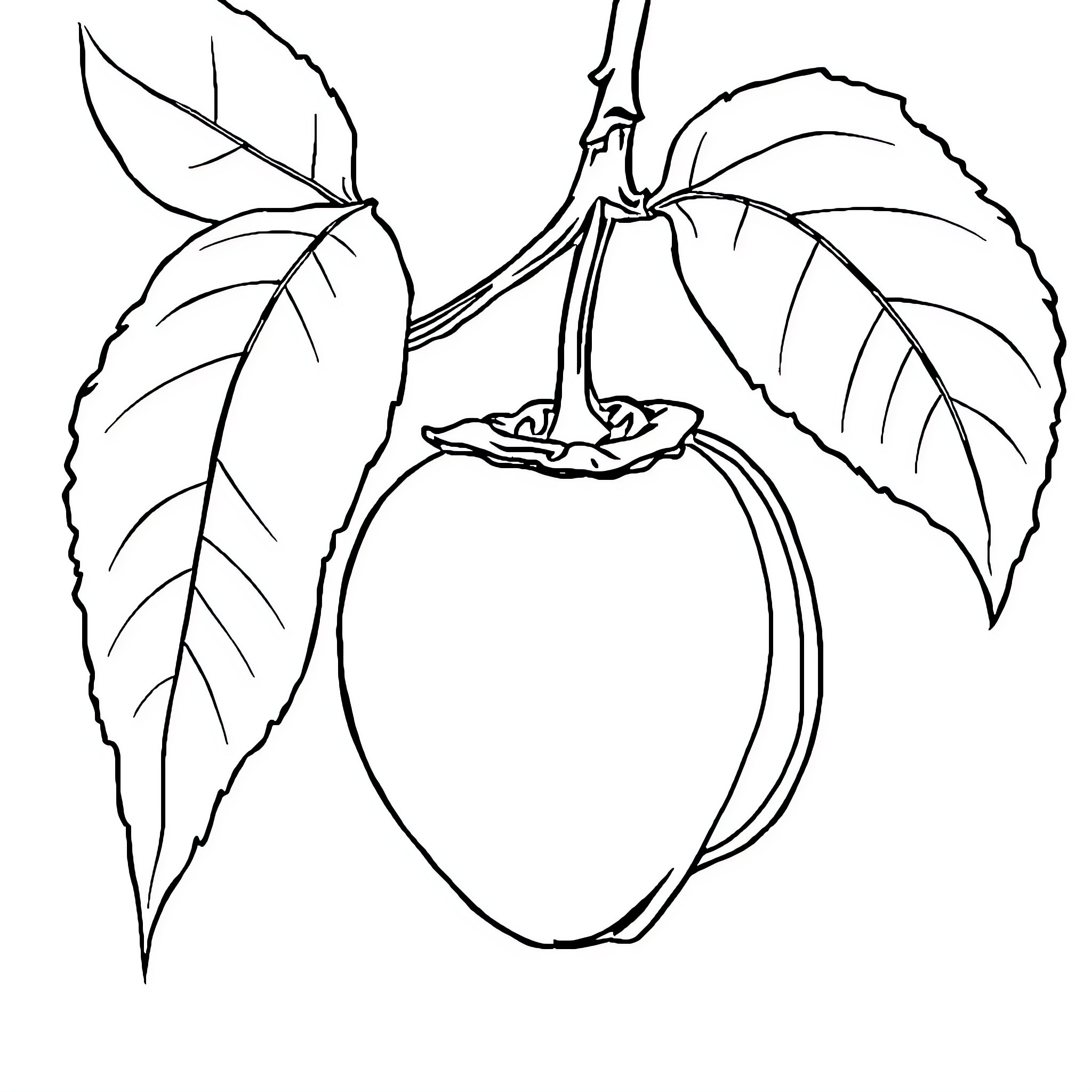 Mango hanging from the branch Coloring Page (free black-and-white line drawing printable PDF for all, from beginners to advanced learners, including children, teens, adults, and seniors)